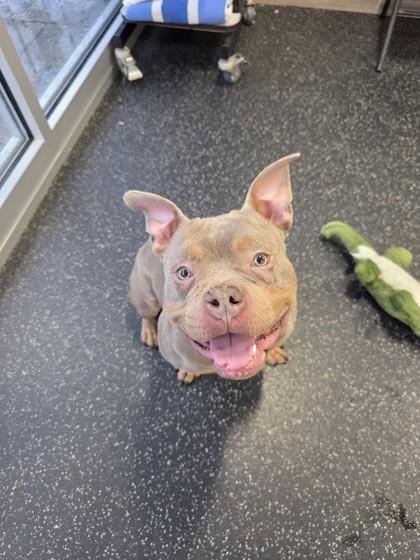 Polo, Adoptable, Adult Male Fox Terrier & Mixed Breed.