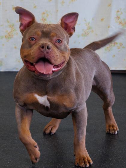 Enlarge Polo, a Adoptable mixed breed in Scotia, NY image 2/3