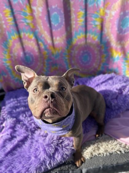 Enlarge Polo, a Adoptable mixed breed in Scotia, NY image 3/3