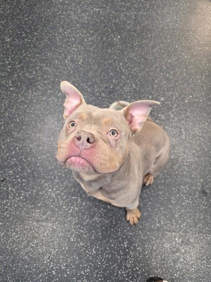 Enlarge Polo, a Adoptable mixed breed in Scotia, NY image 2/3