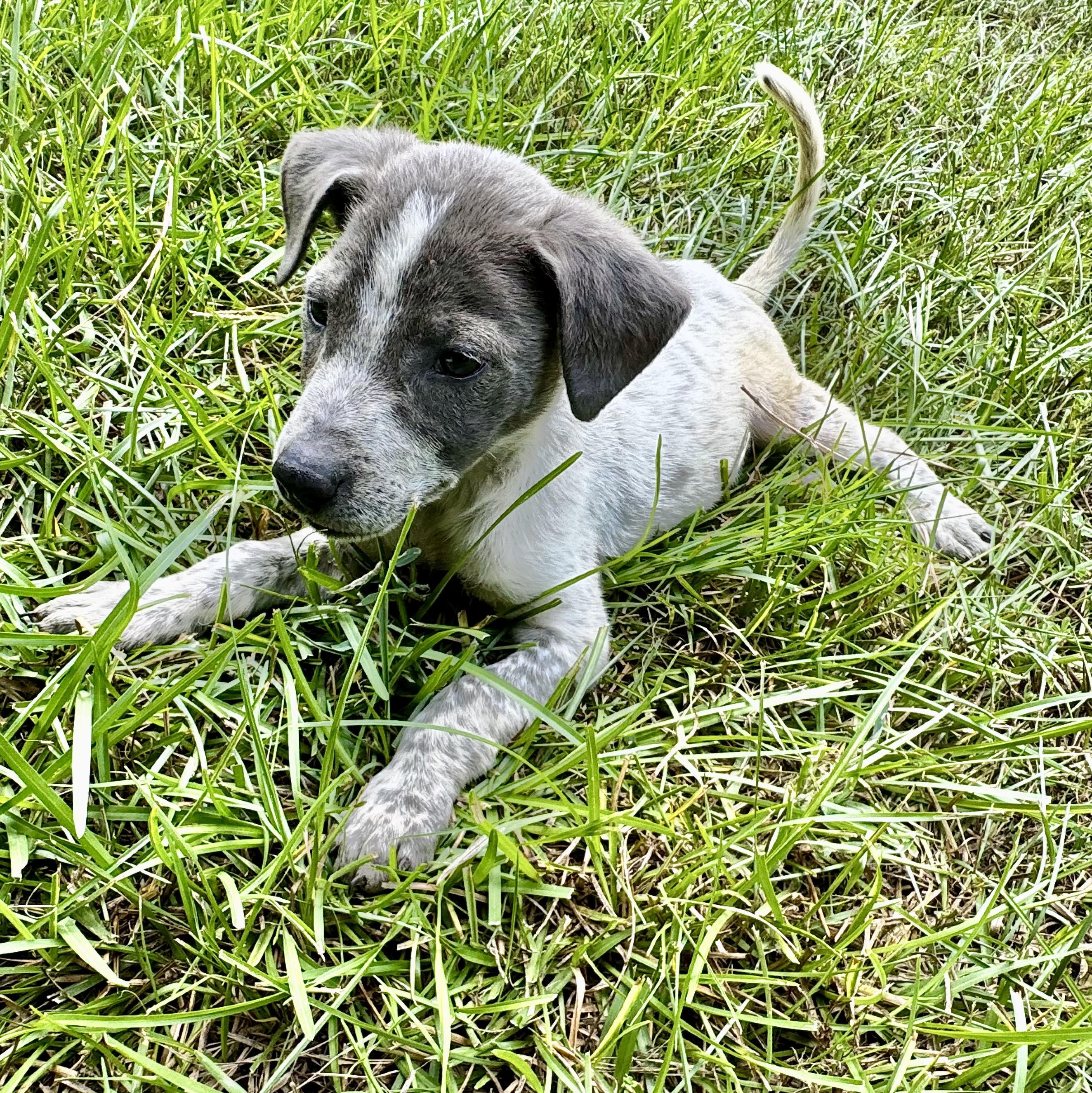 Enlarge Greer, a Adoptable mixed breed in Toms River, NJ image 2/6