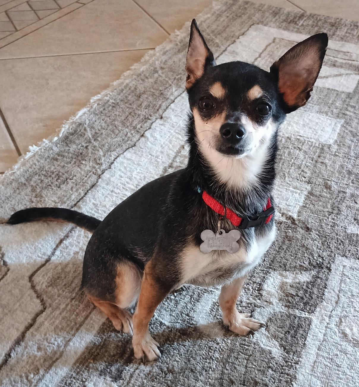 Enlarge Marco, a Adoptable Chihuahua in Glendale, AZ image 1/3