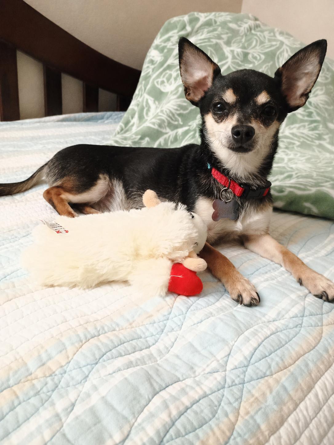 Enlarge Marco, a Adoptable Chihuahua in Glendale, AZ image 2/3