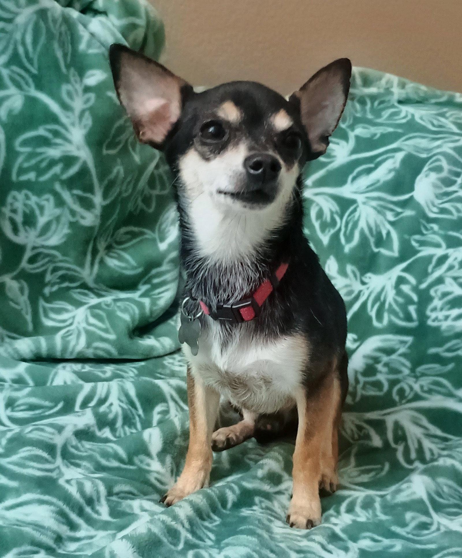 Enlarge Marco, a Adoptable Chihuahua in Glendale, AZ image 3/3