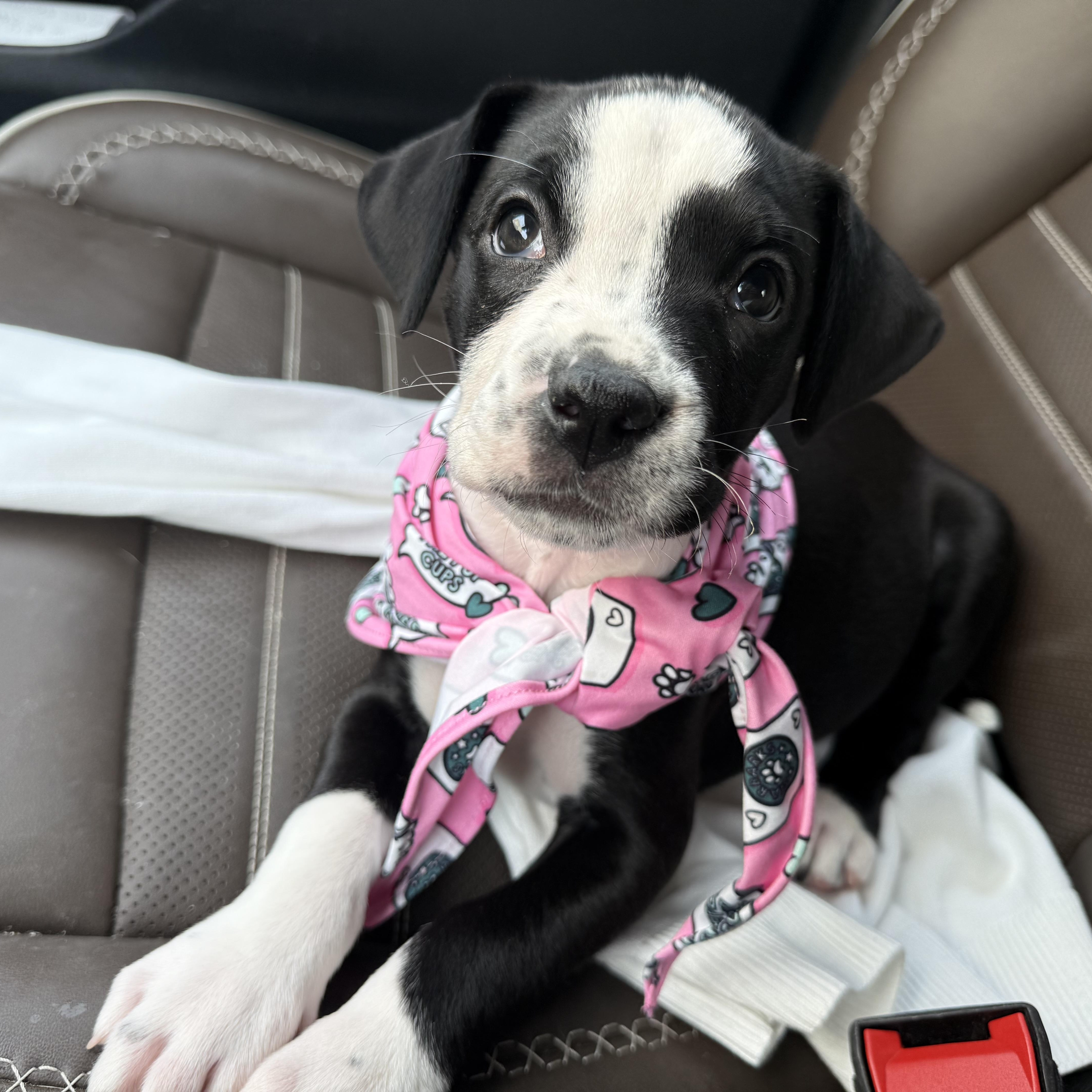 Enlarge Birdie , a ADOPTABLE mixed breed in Celina, TX image 3/5