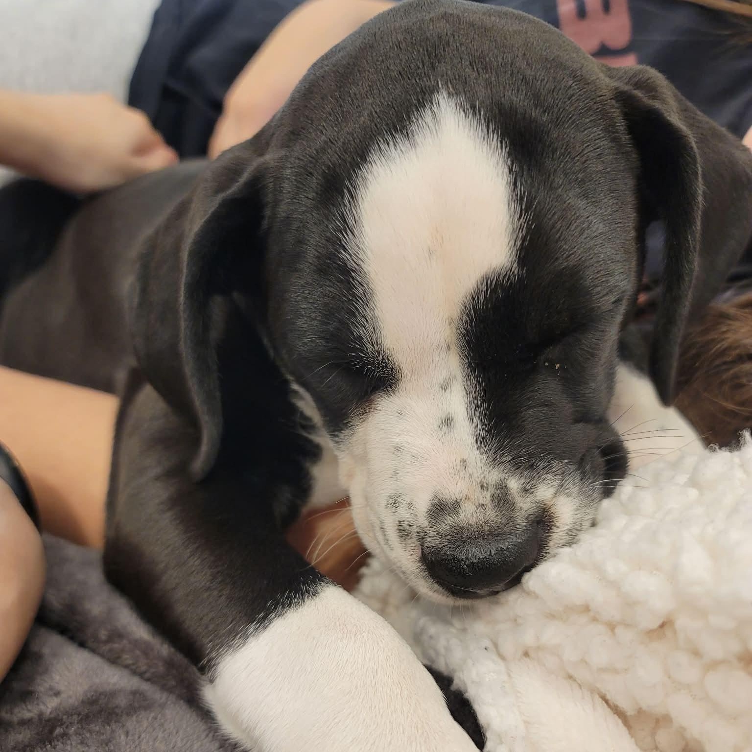 Enlarge Birdie , a ADOPTABLE mixed breed in Celina, TX image 4/5