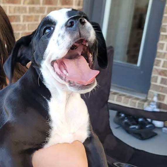 Enlarge Birdie , a ADOPTABLE mixed breed in Celina, TX image 2/5