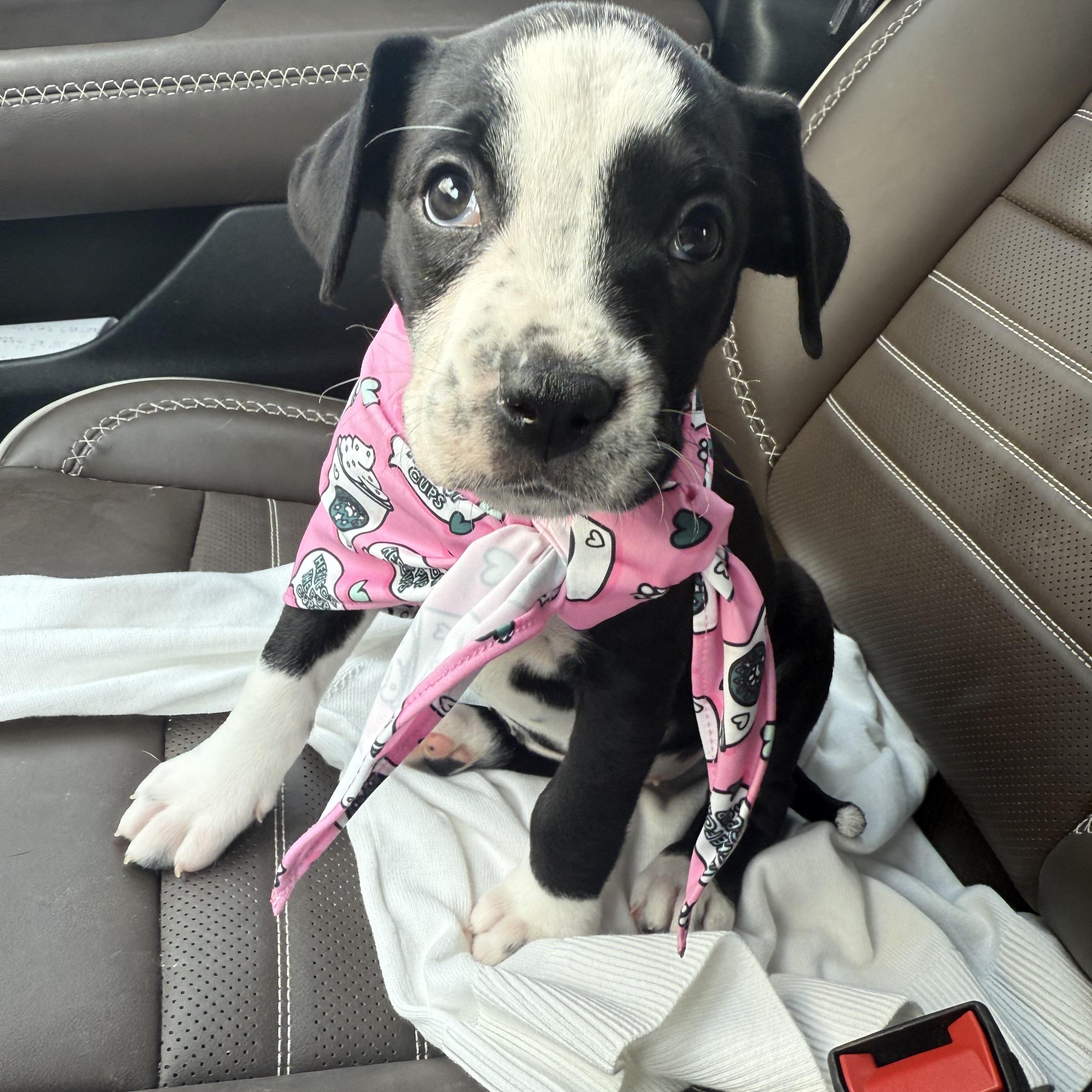 Enlarge Birdie , a ADOPTABLE mixed breed in Celina, TX image 5/5