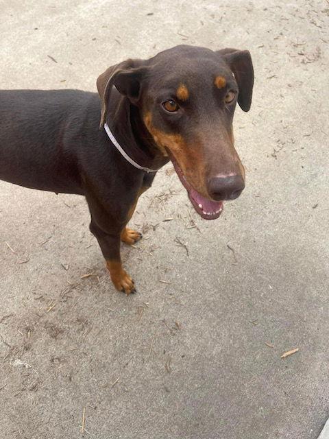 Alli, Adoptable, Young Female Doberman Pinscher.