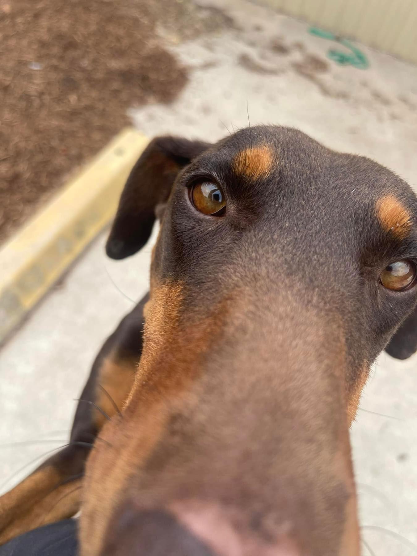 Enlarge Alli, a Adoptable Doberman Pinscher in Houston, TX image 2/3