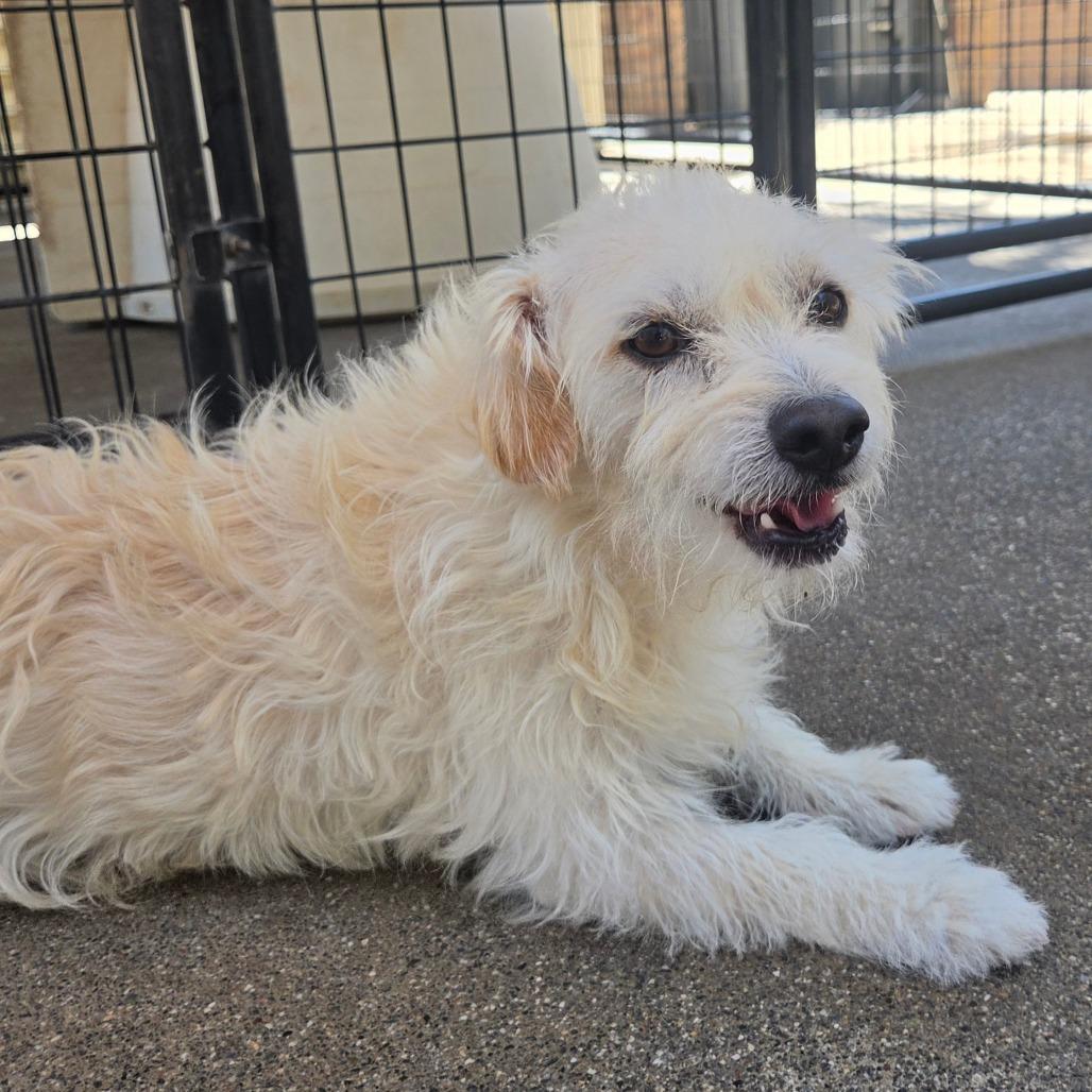 Harmon, Adoptable, Adult Male Terrier & Mixed Breed.