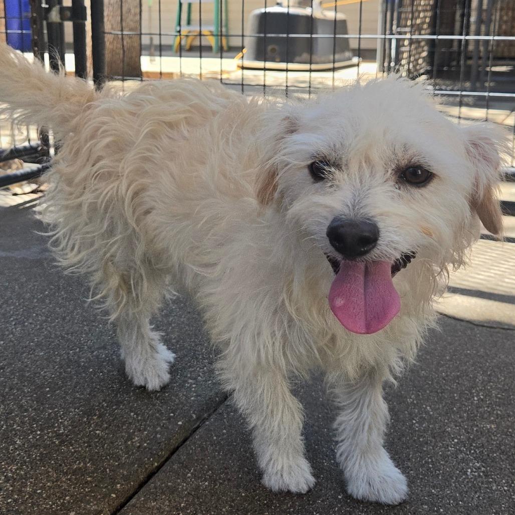 Enlarge Harmon, a Adoptable mixed breed in Pacifica, CA image 2/3