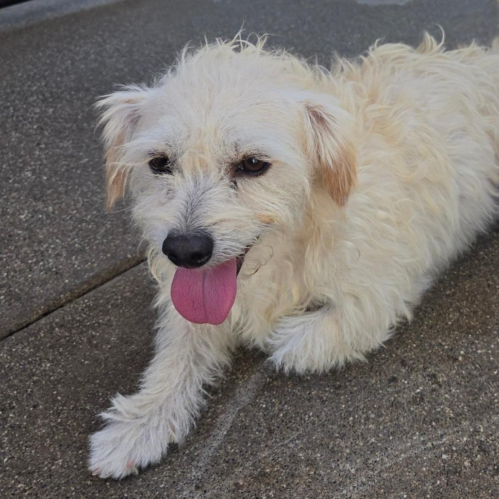 Enlarge Harmon, a Adoptable mixed breed in Pacifica, CA image 3/3