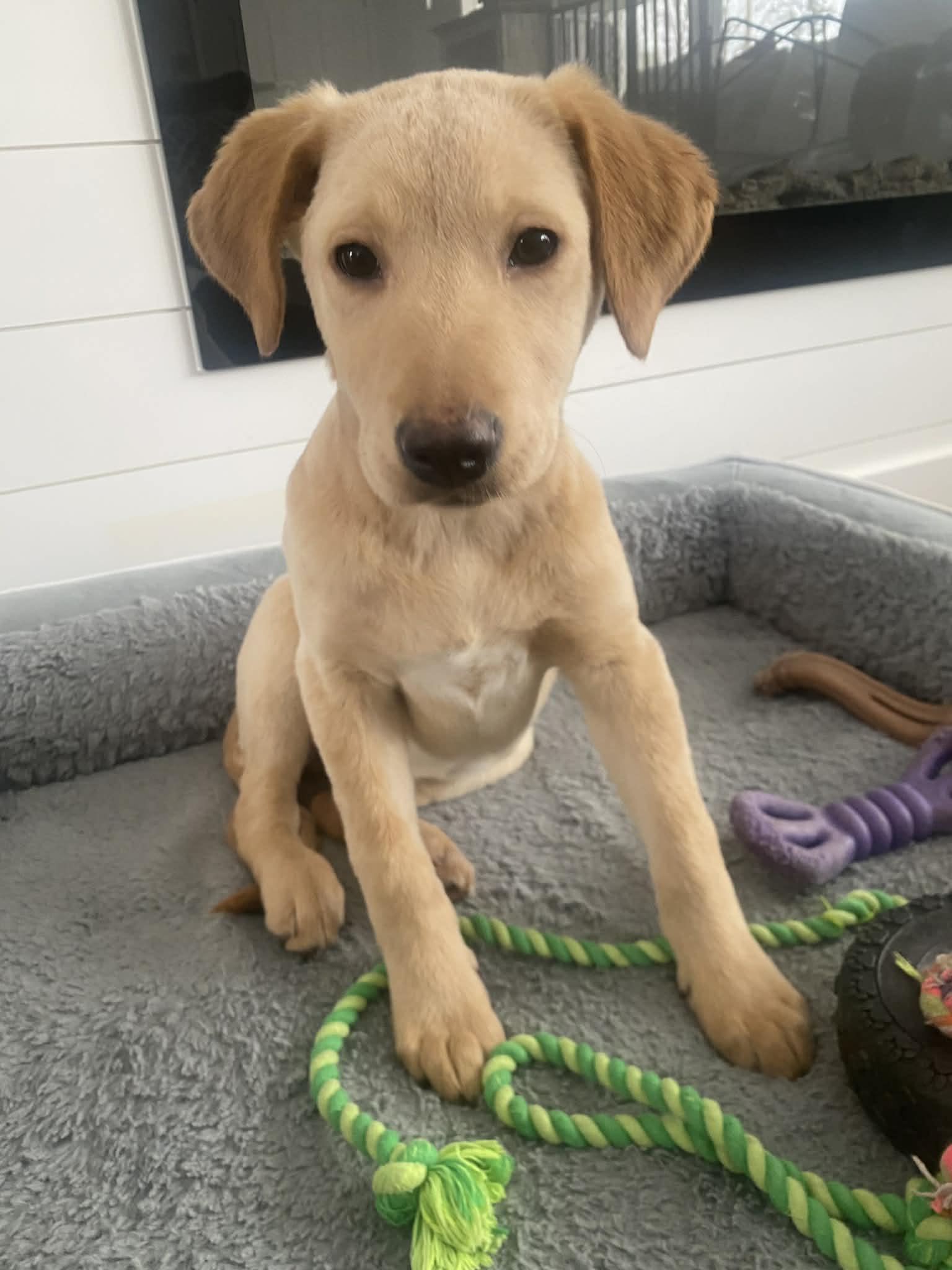 PHOEBE puppy girl, a ADOPTABLE mixed breed in Blue Bell, PA image 1/5