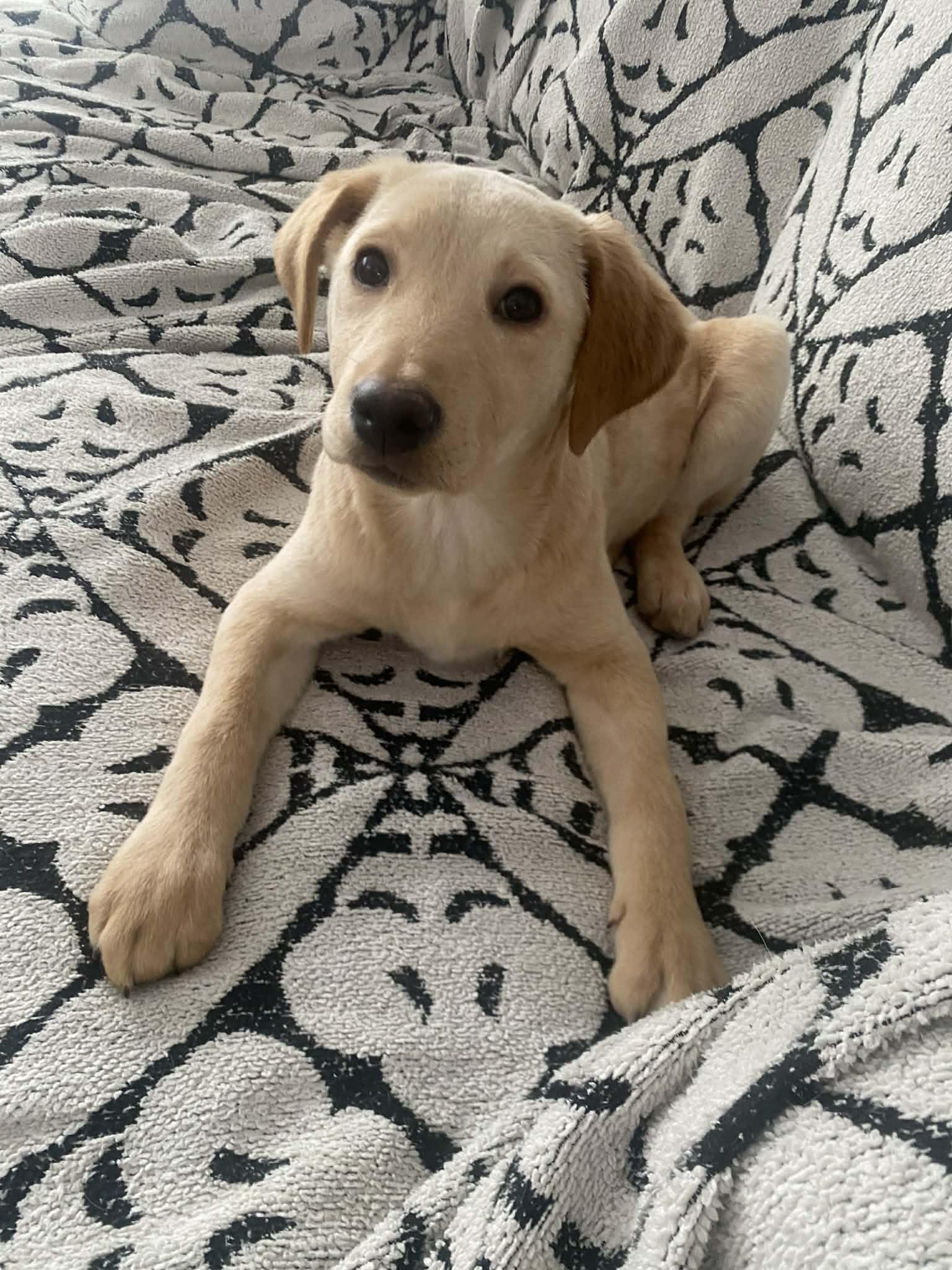 PHOEBE puppy girl, a ADOPTABLE mixed breed in Blue Bell, PA image 3/5