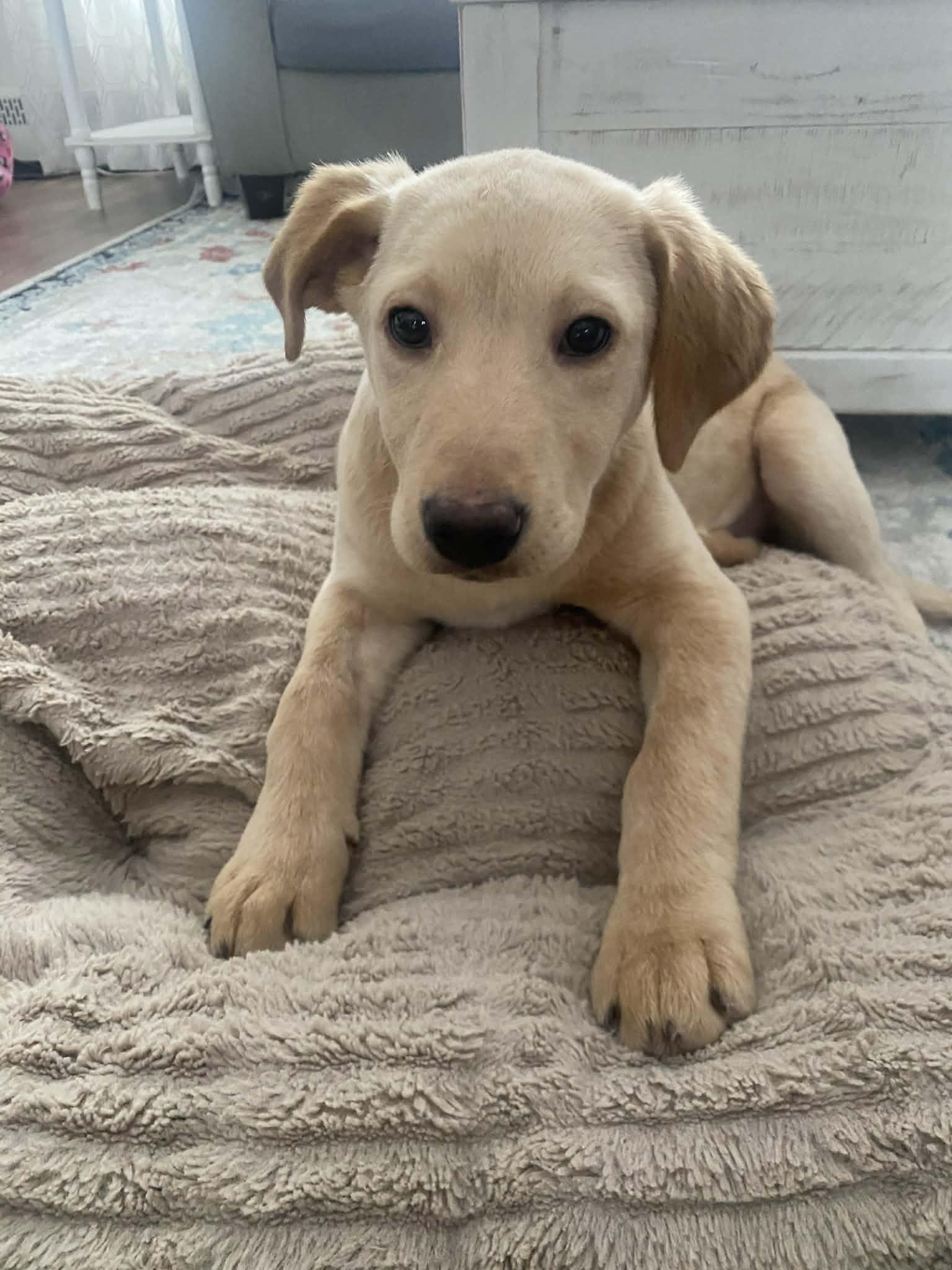 PHOEBE puppy girl, a ADOPTABLE mixed breed in Blue Bell, PA image 4/5