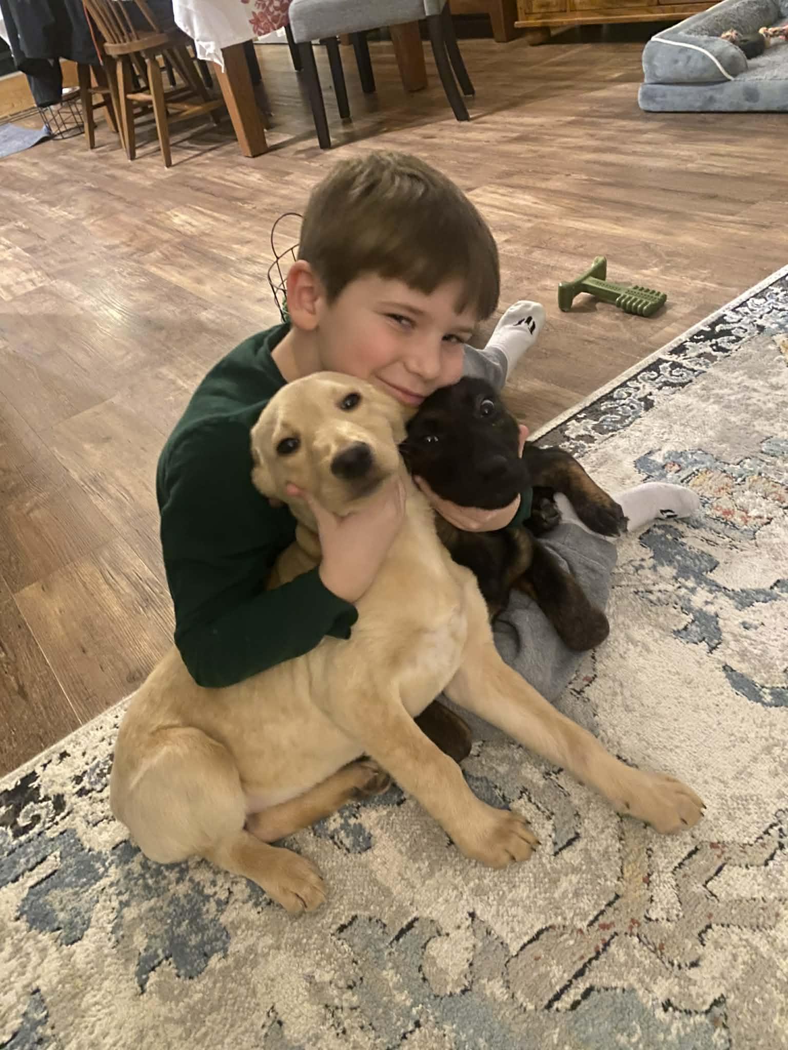 PHOEBE puppy girl, a ADOPTABLE mixed breed in Blue Bell, PA image 5/5