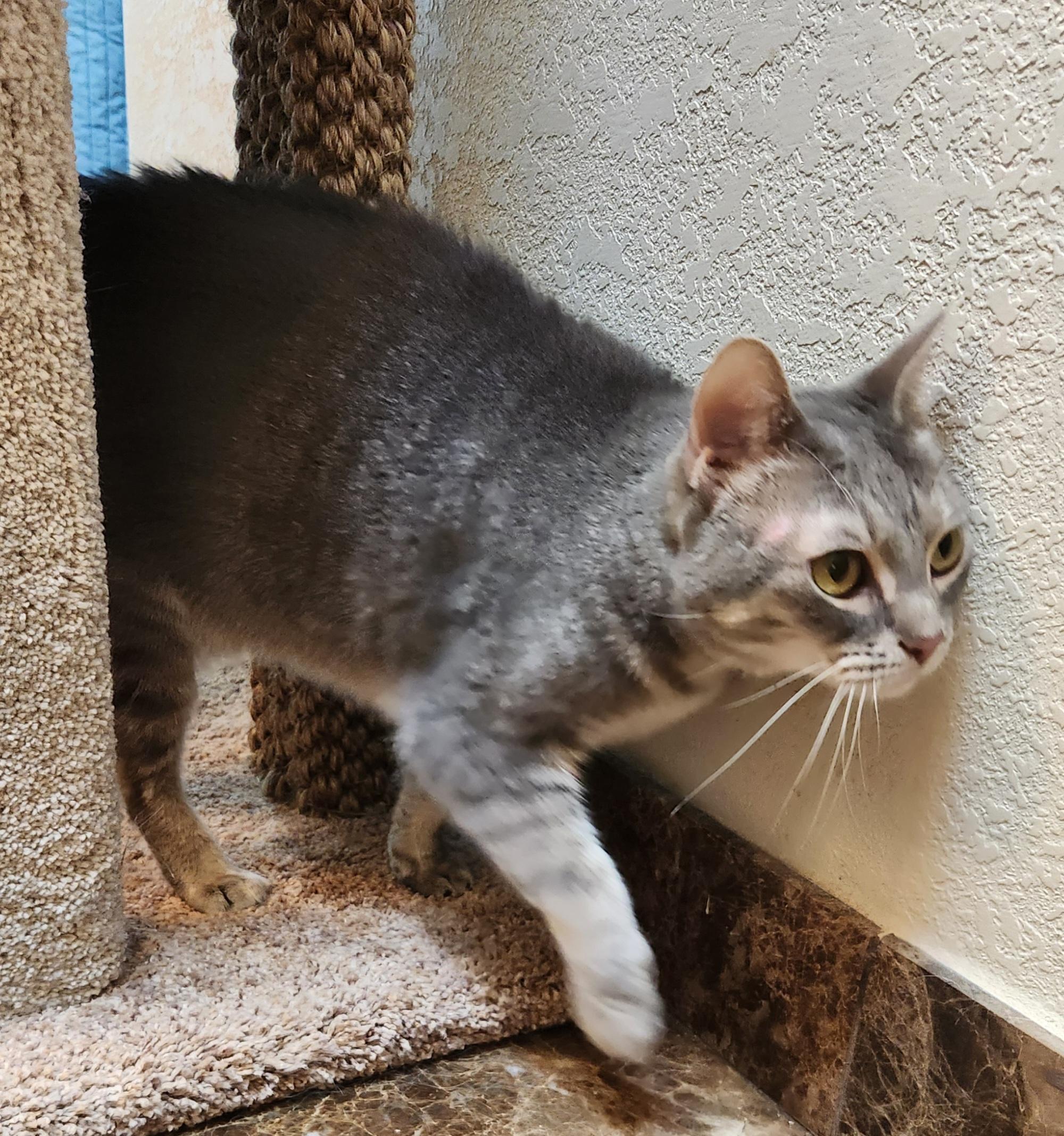 Winnie, a Adoptable mixed breed in Oklahoma City, OK image 5/5