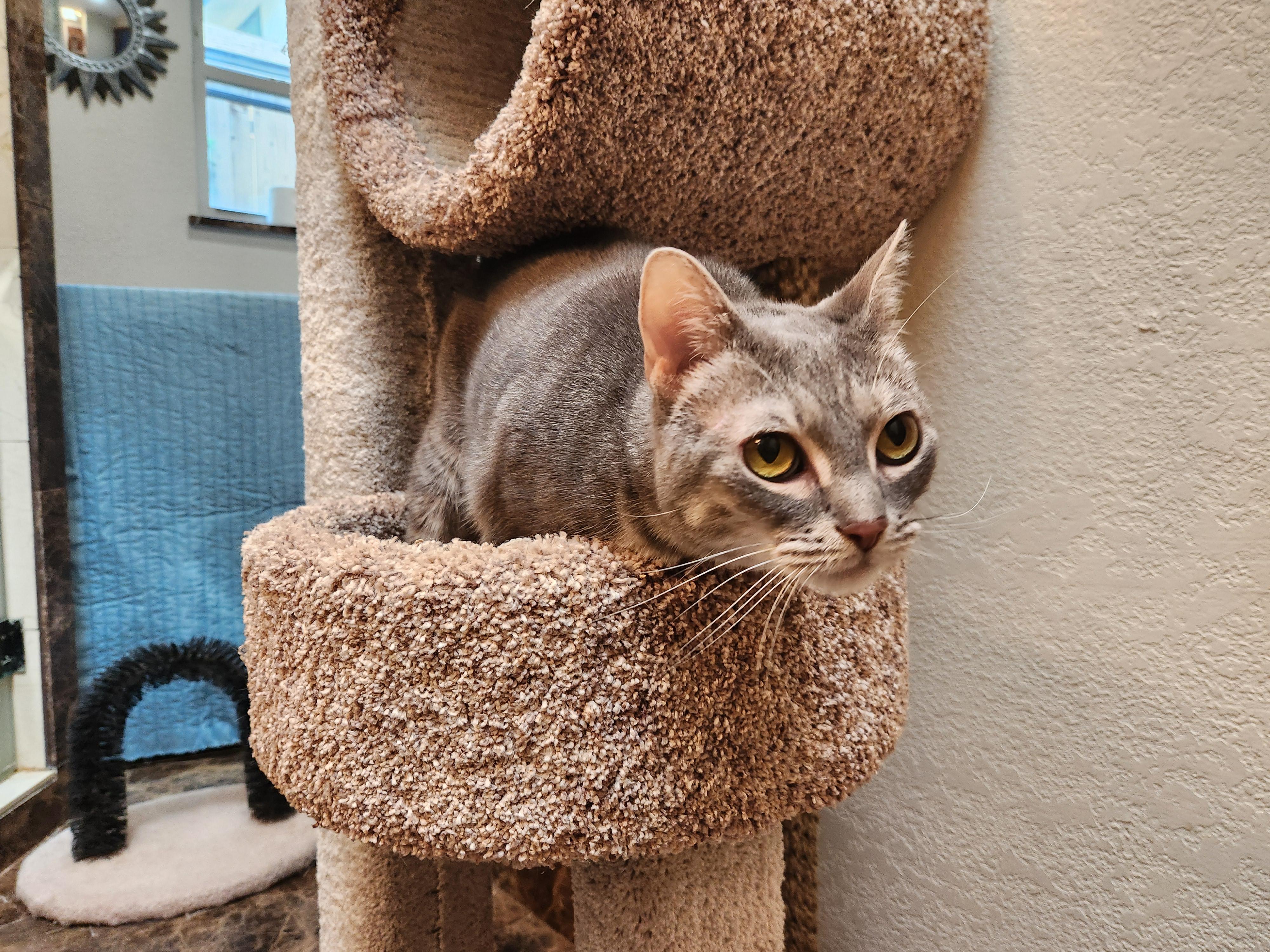 Winnie, a Adoptable mixed breed in Oklahoma City, OK image 2/5