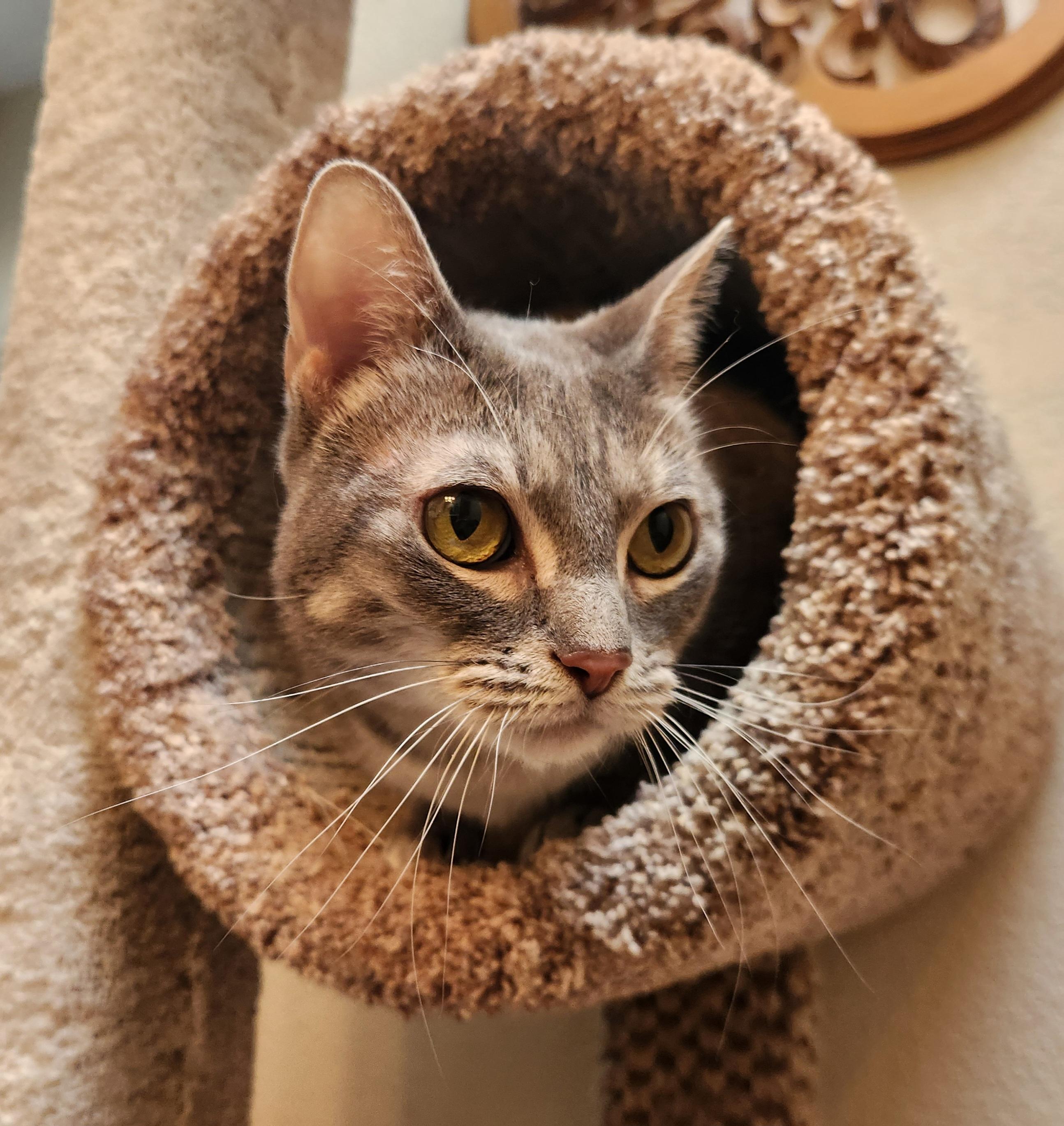 Winnie, a Adoptable mixed breed in Oklahoma City, OK image 1/5