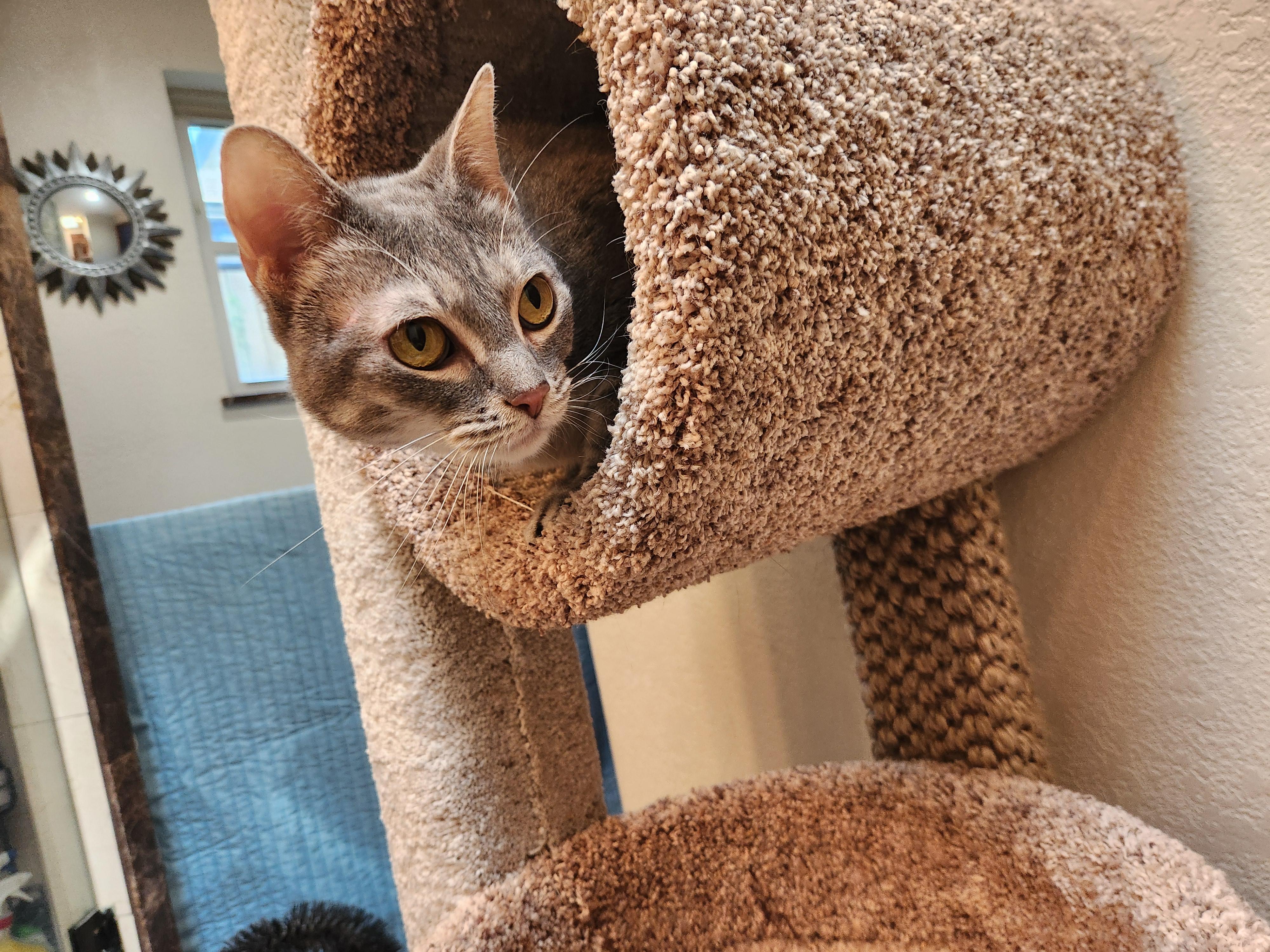 Winnie, a Adoptable mixed breed in Oklahoma City, OK image 3/5