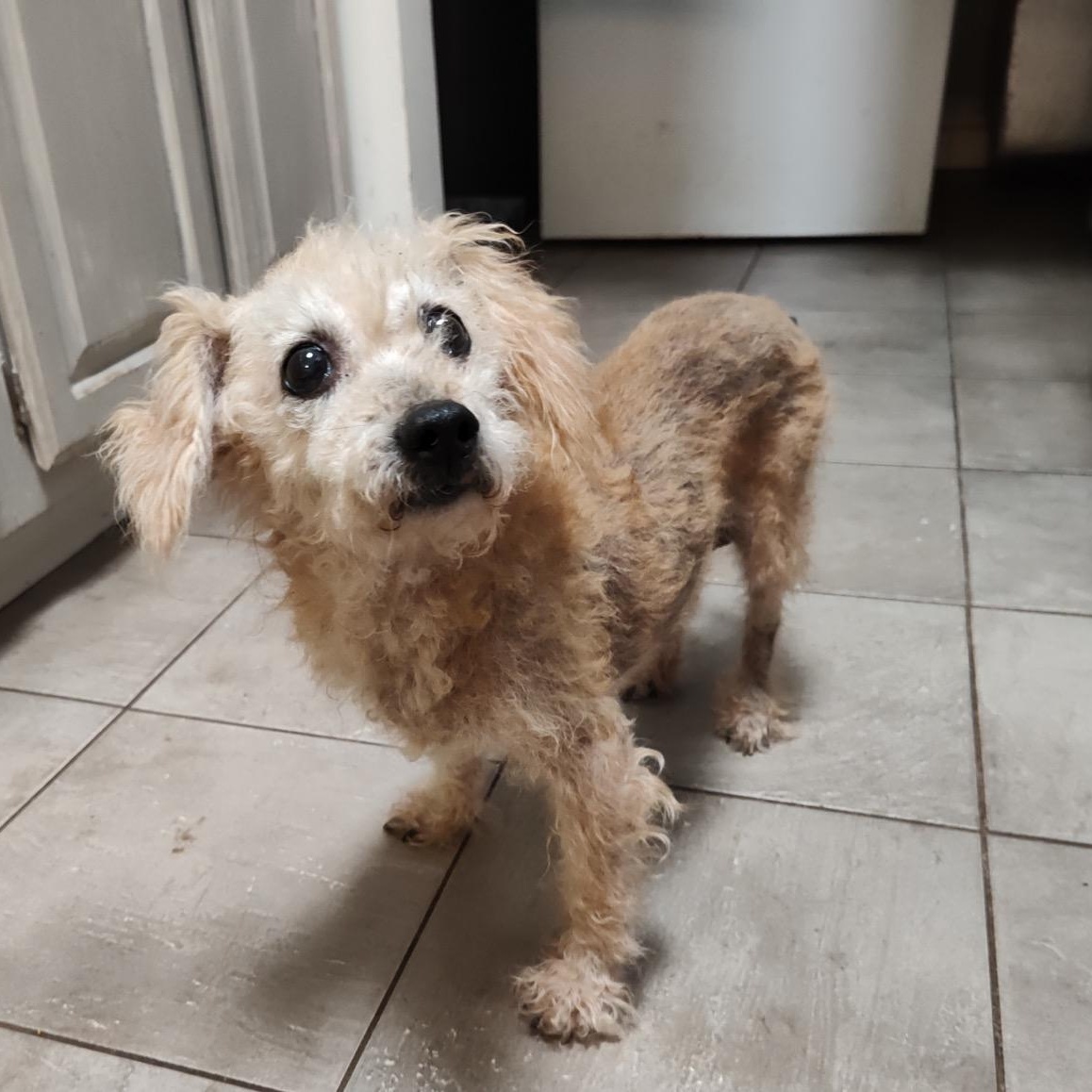 BellaMarie, a ADOPTABLE mixed breed in Orange Park, FL image 3/4