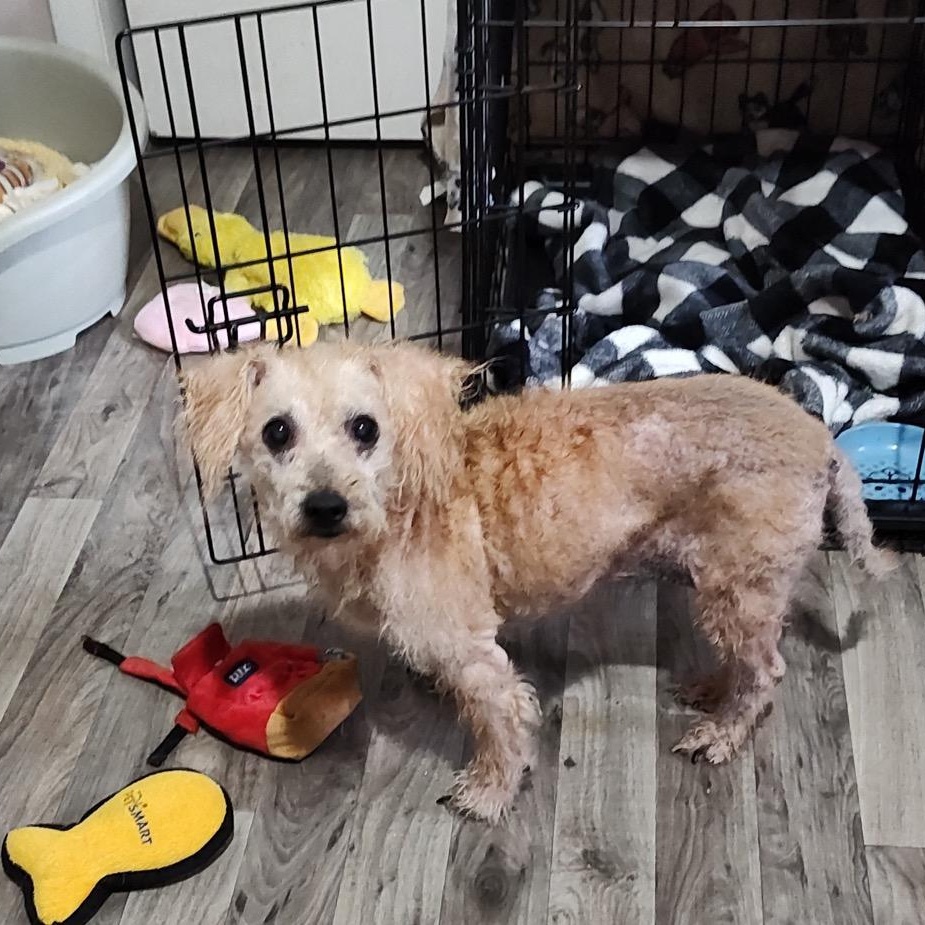 BellaMarie, a ADOPTABLE mixed breed in Orange Park, FL image 1/4