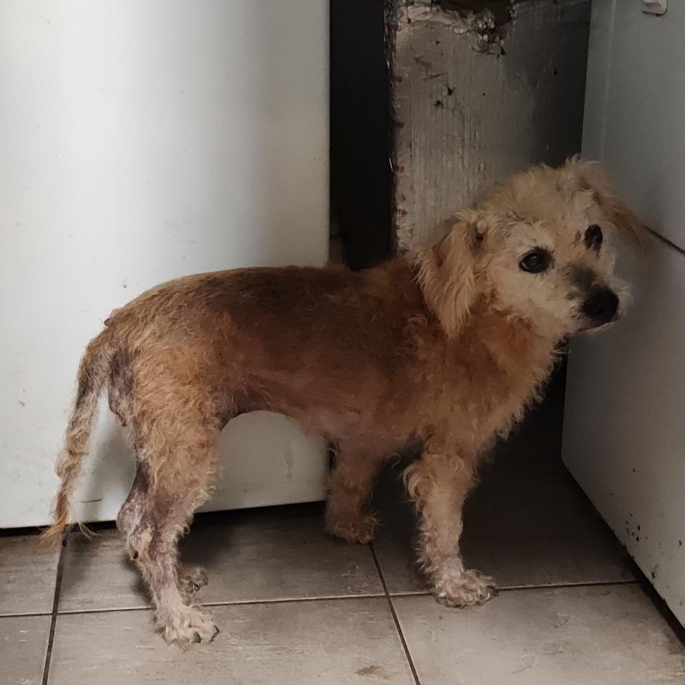 BellaMarie, a ADOPTABLE mixed breed in Orange Park, FL image 4/4
