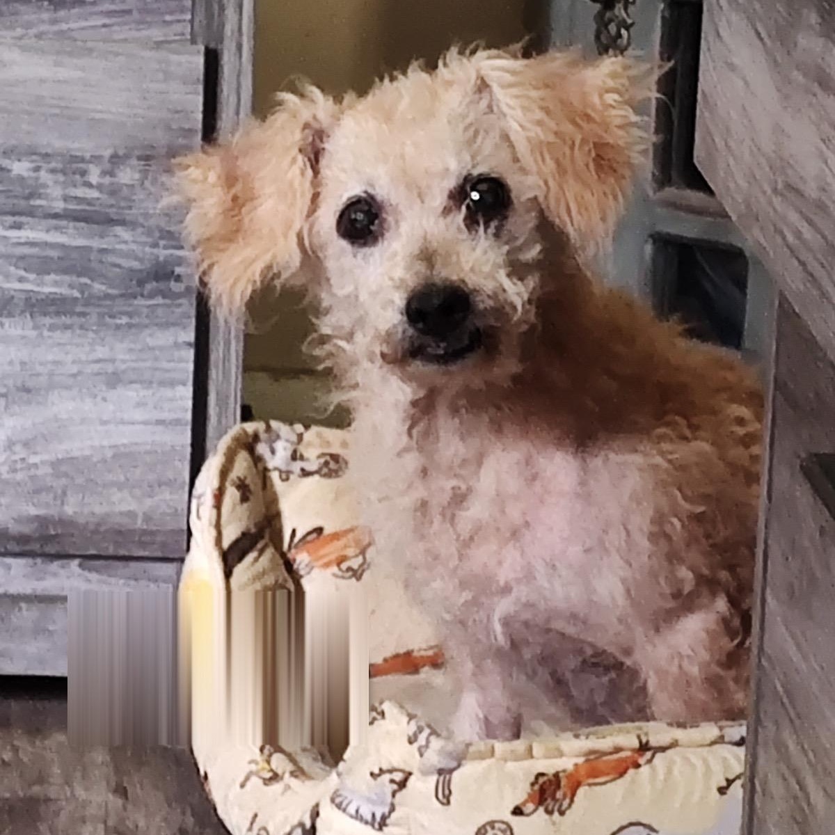 BellaMarie, a ADOPTABLE mixed breed in Orange Park, FL image 2/4