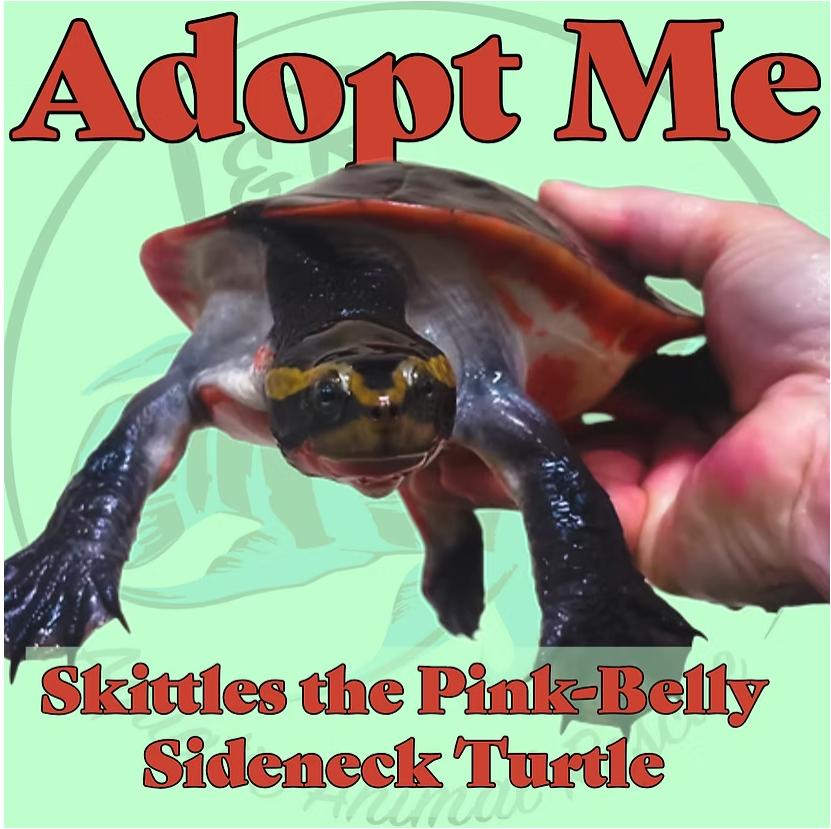 Enlarge Skittles the Pink-Belly Sideneck Turtle, a Adoptable Turtle in Neenah, WI image 1/1