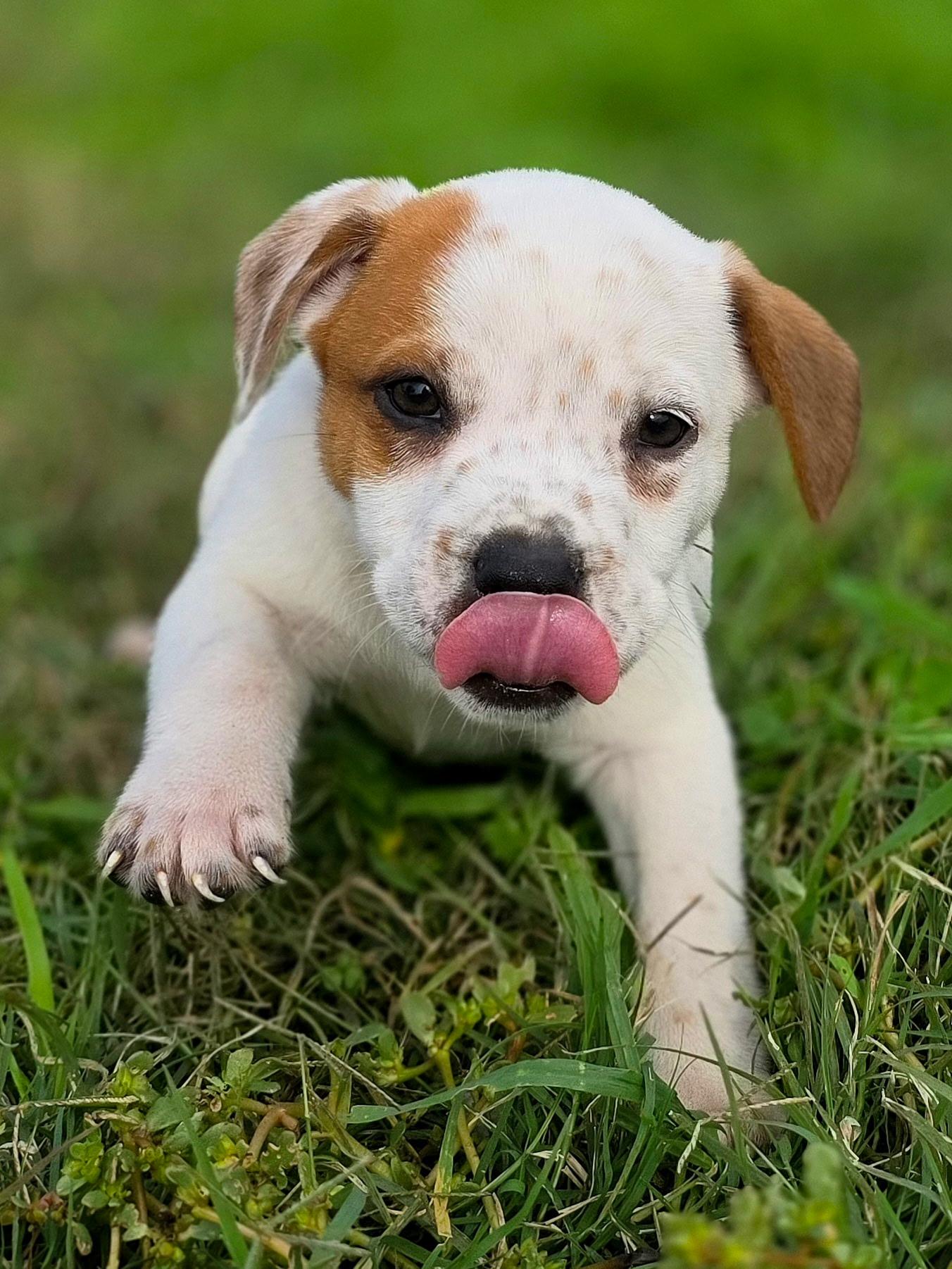 Stitch, Adoptable, Young Male Terrier.