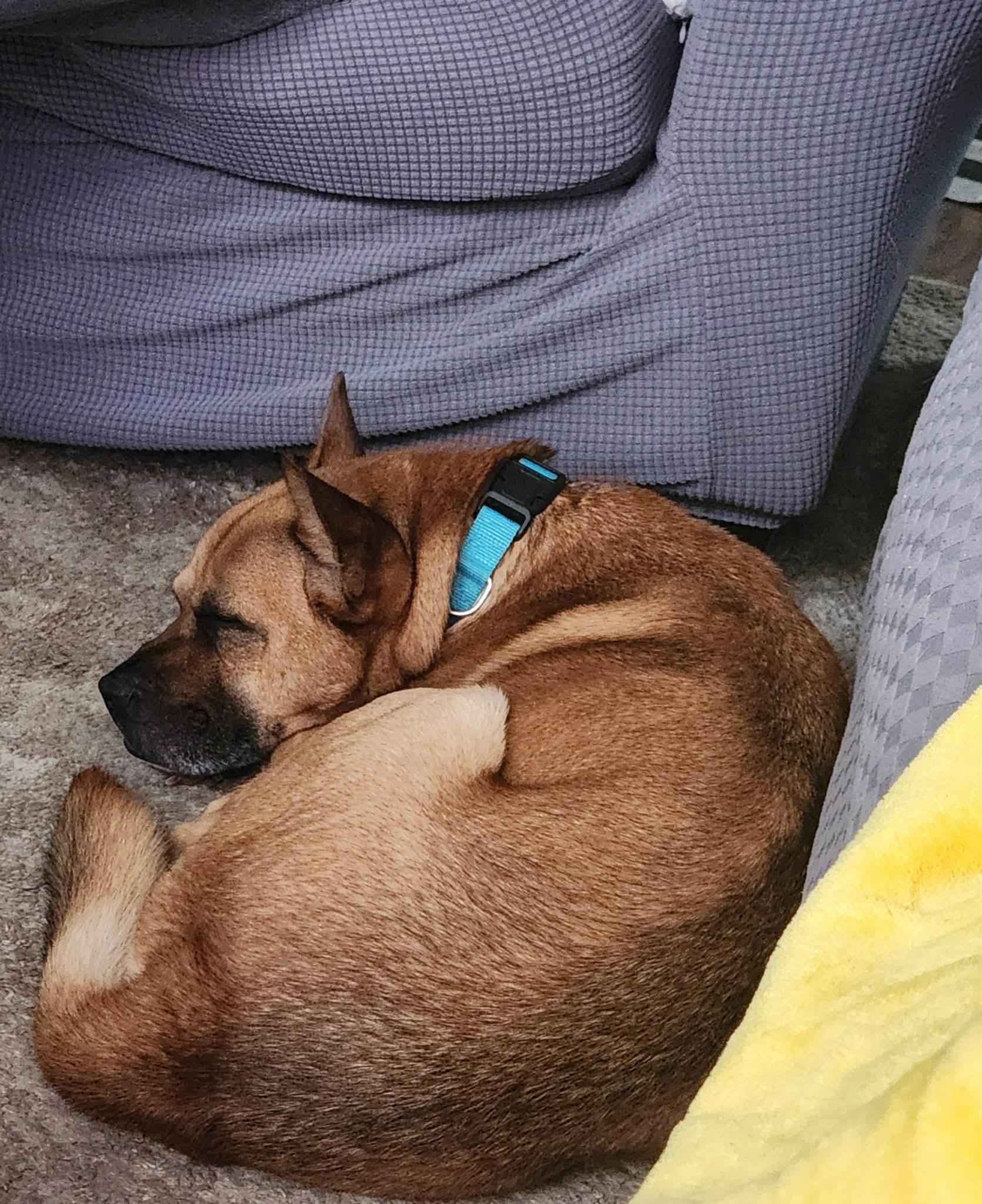 Norman, a ADOPTABLE mixed breed in Derby, NY image 2/6