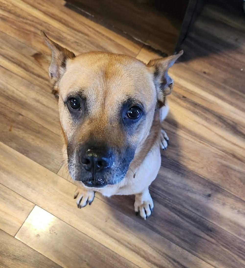 Norman, a ADOPTABLE mixed breed in Derby, NY image 5/6