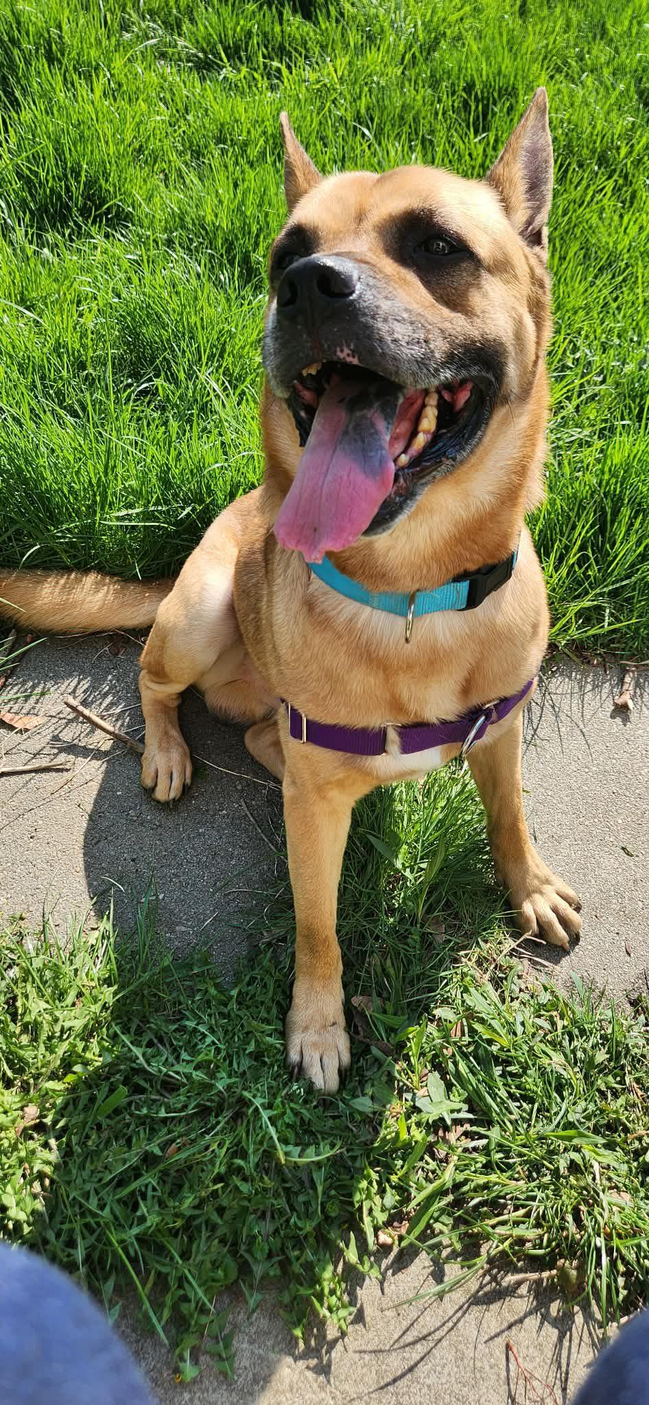 Norman, a ADOPTABLE mixed breed in Derby, NY image 1/6
