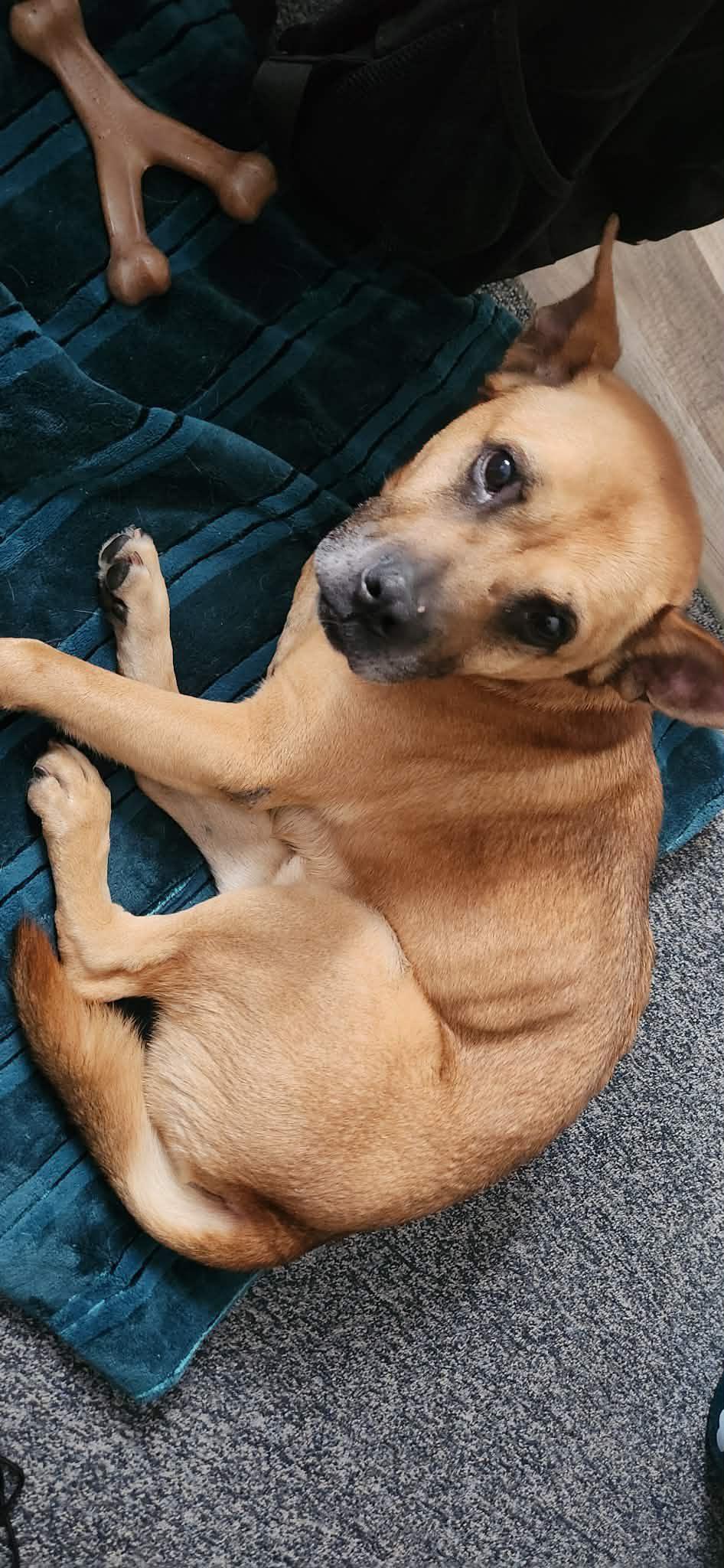Norman, a ADOPTABLE mixed breed in Derby, NY image 4/6