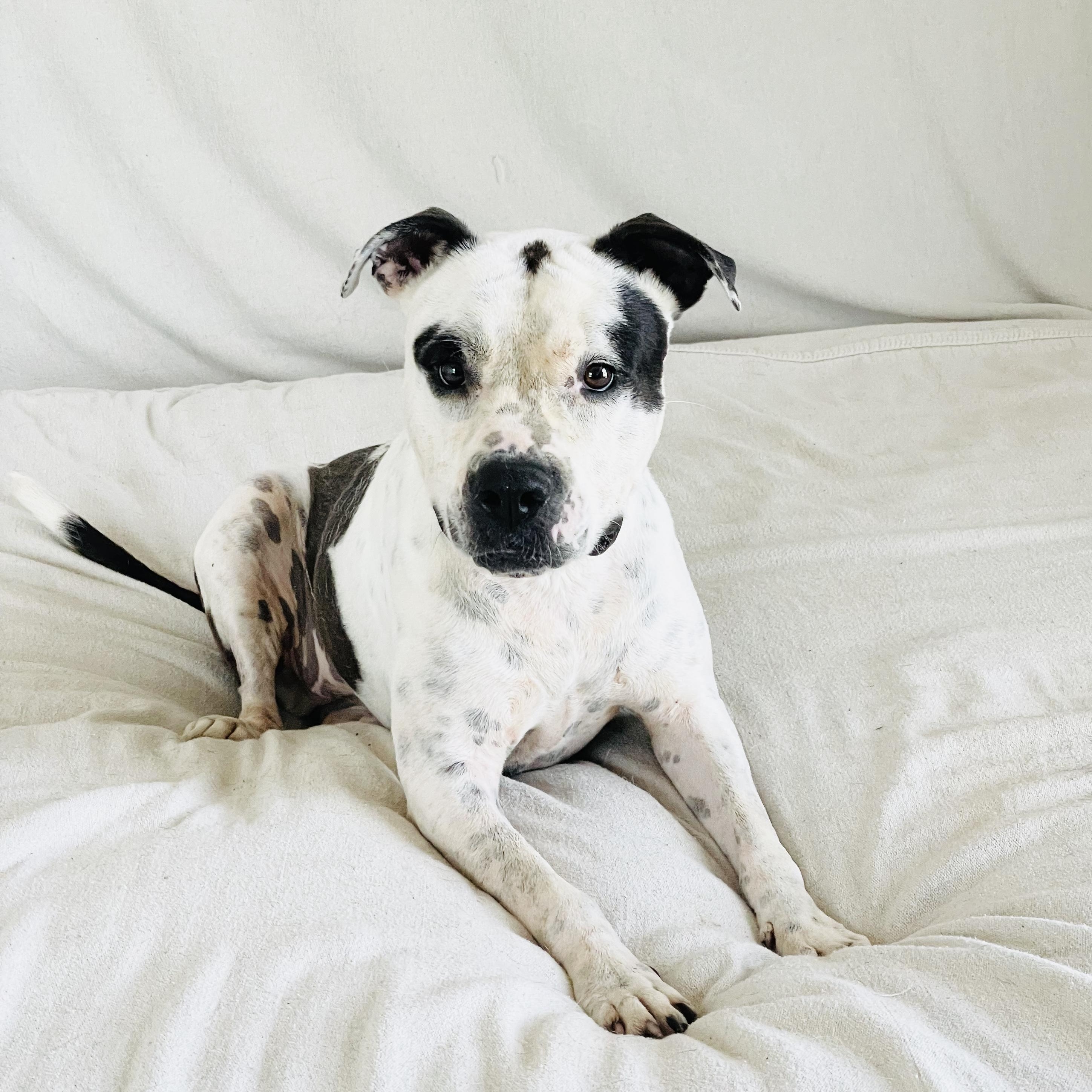 Enlarge Perfect Pinta, a ADOPTABLE American Bulldog in West Hartford , CT image 3/6