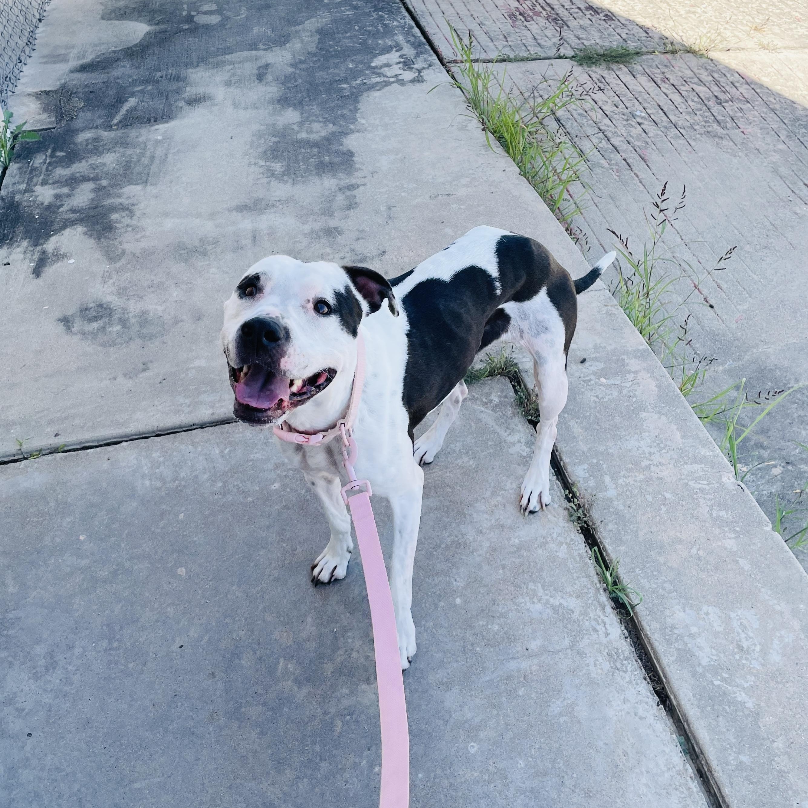 Enlarge Perfect Pinta, a ADOPTABLE American Bulldog in West Hartford , CT image 6/6