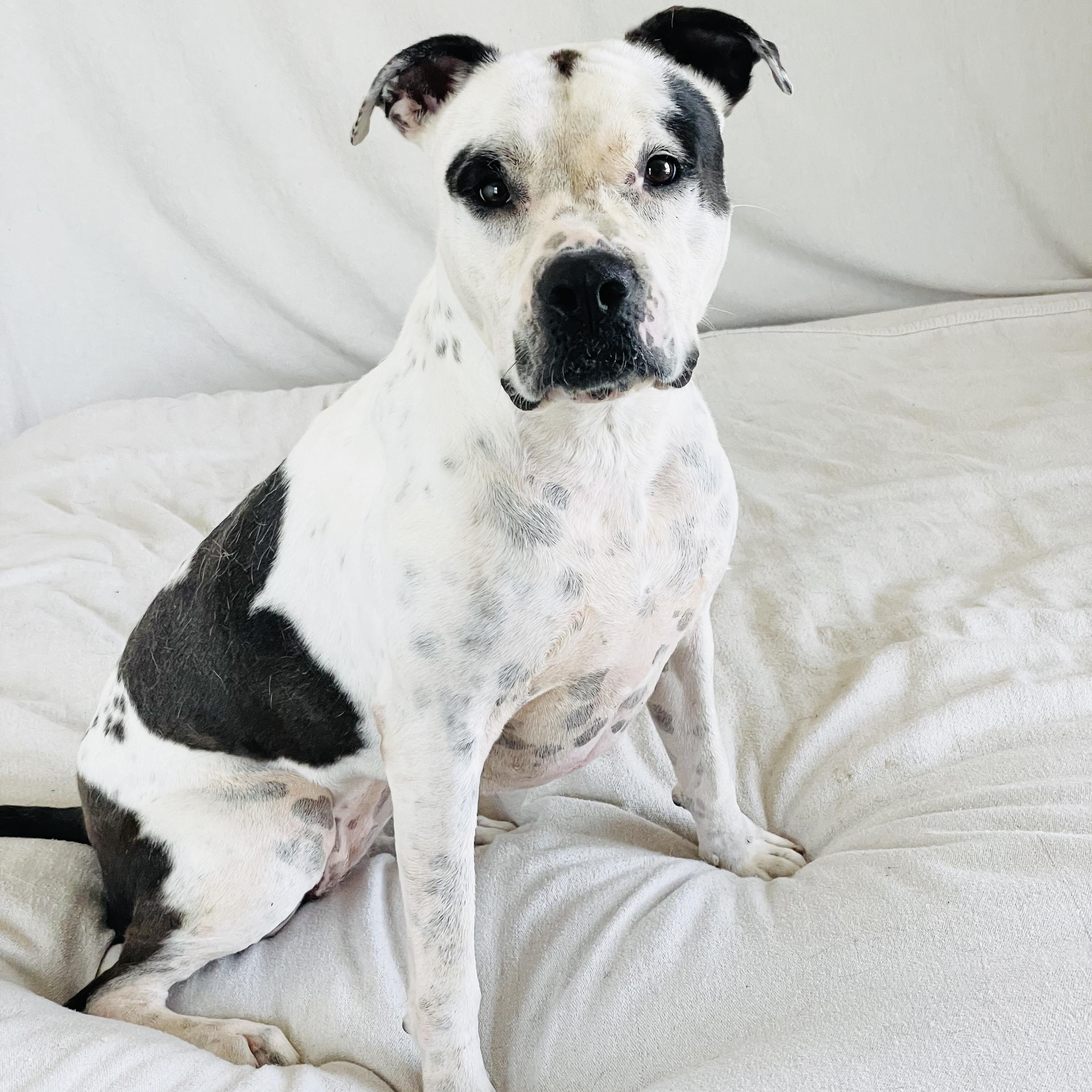 Enlarge Perfect Pinta, a ADOPTABLE American Bulldog in West Hartford , CT image 1/6