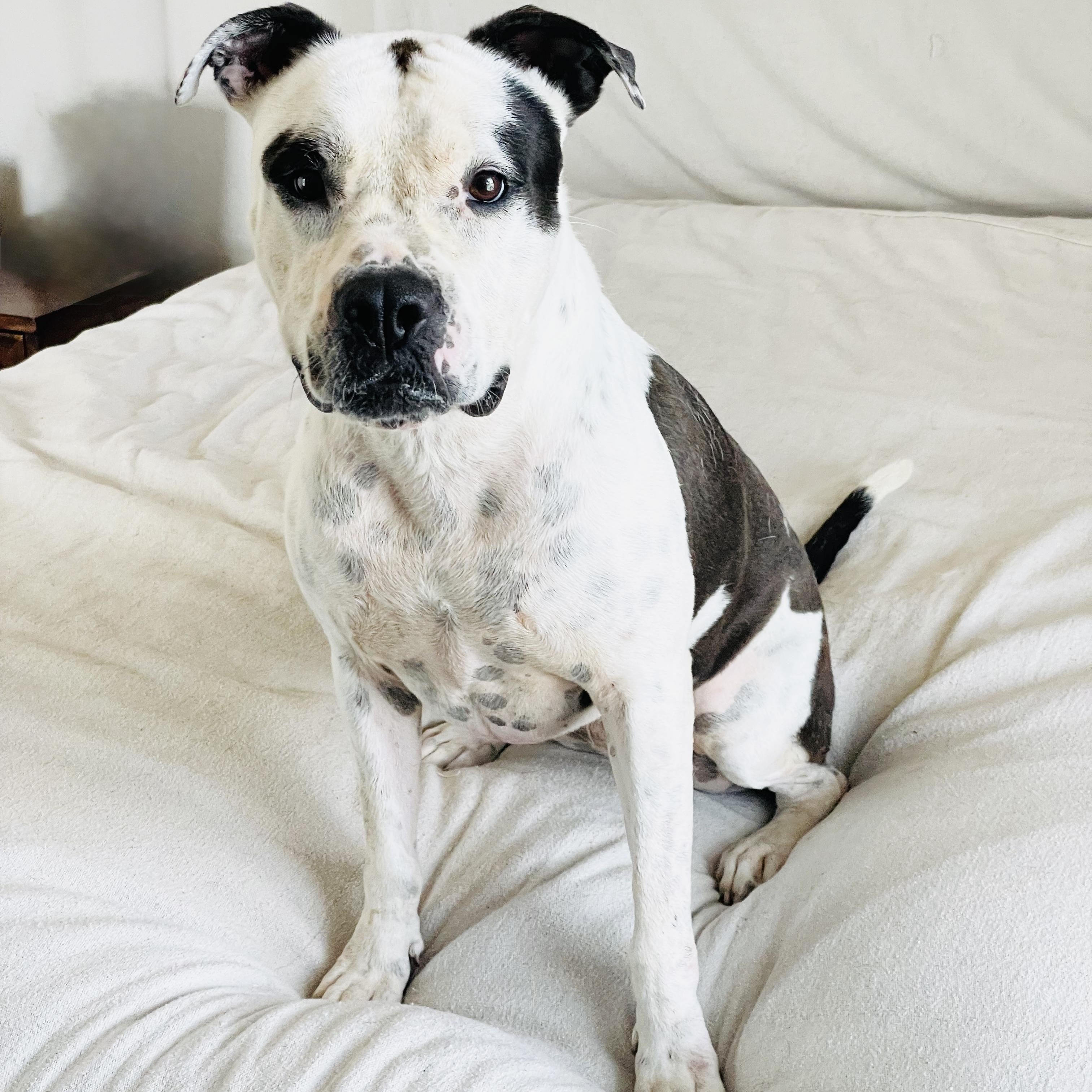 Enlarge Perfect Pinta, a ADOPTABLE American Bulldog in West Hartford , CT image 5/6