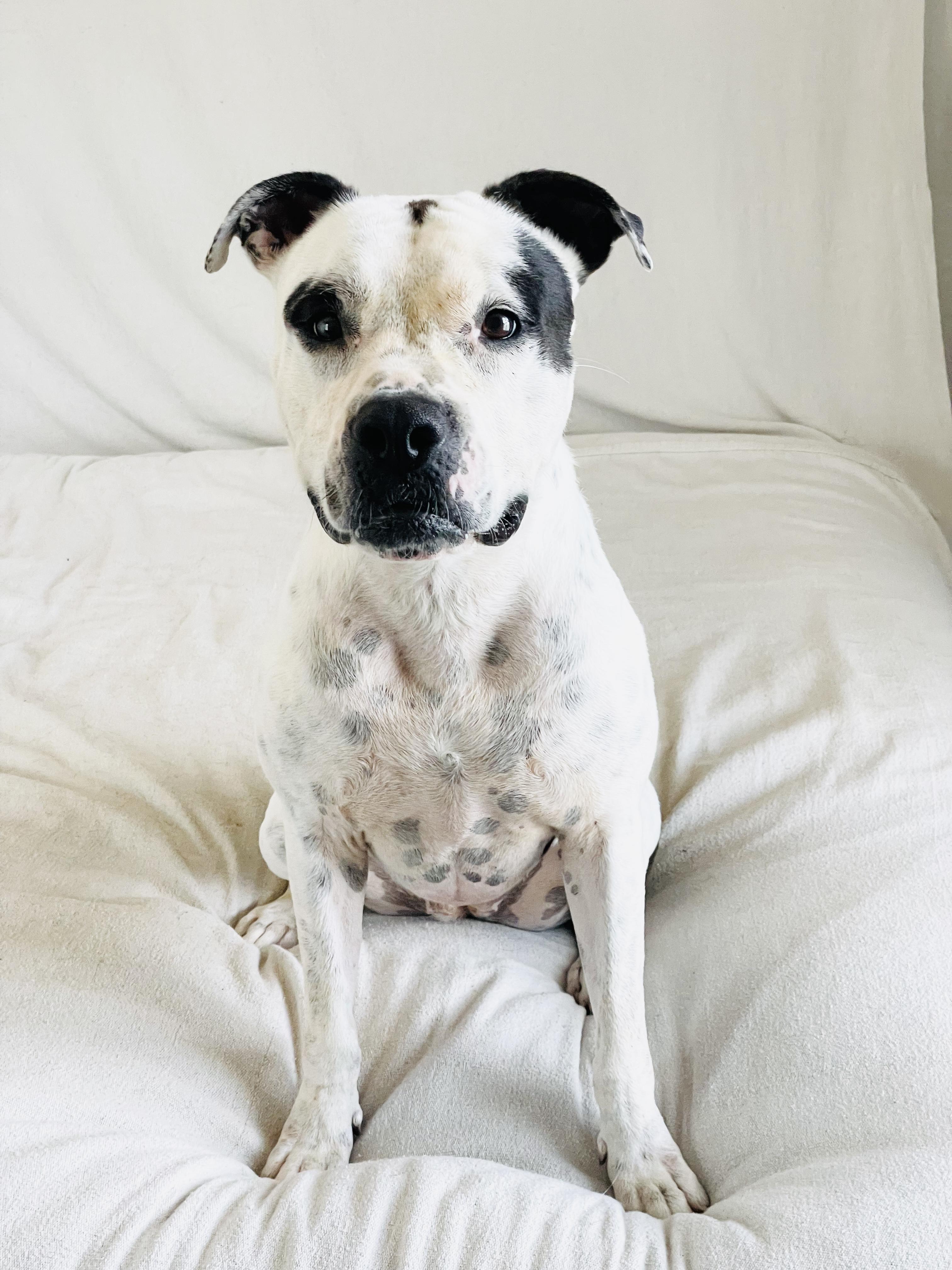 Enlarge Perfect Pinta, a ADOPTABLE American Bulldog in West Hartford , CT image 2/6