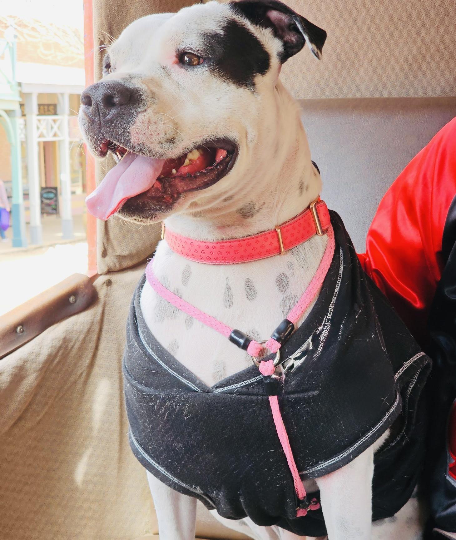 Enlarge Perfect Pinta, a ADOPTABLE American Bulldog in West Hartford , CT image 4/6