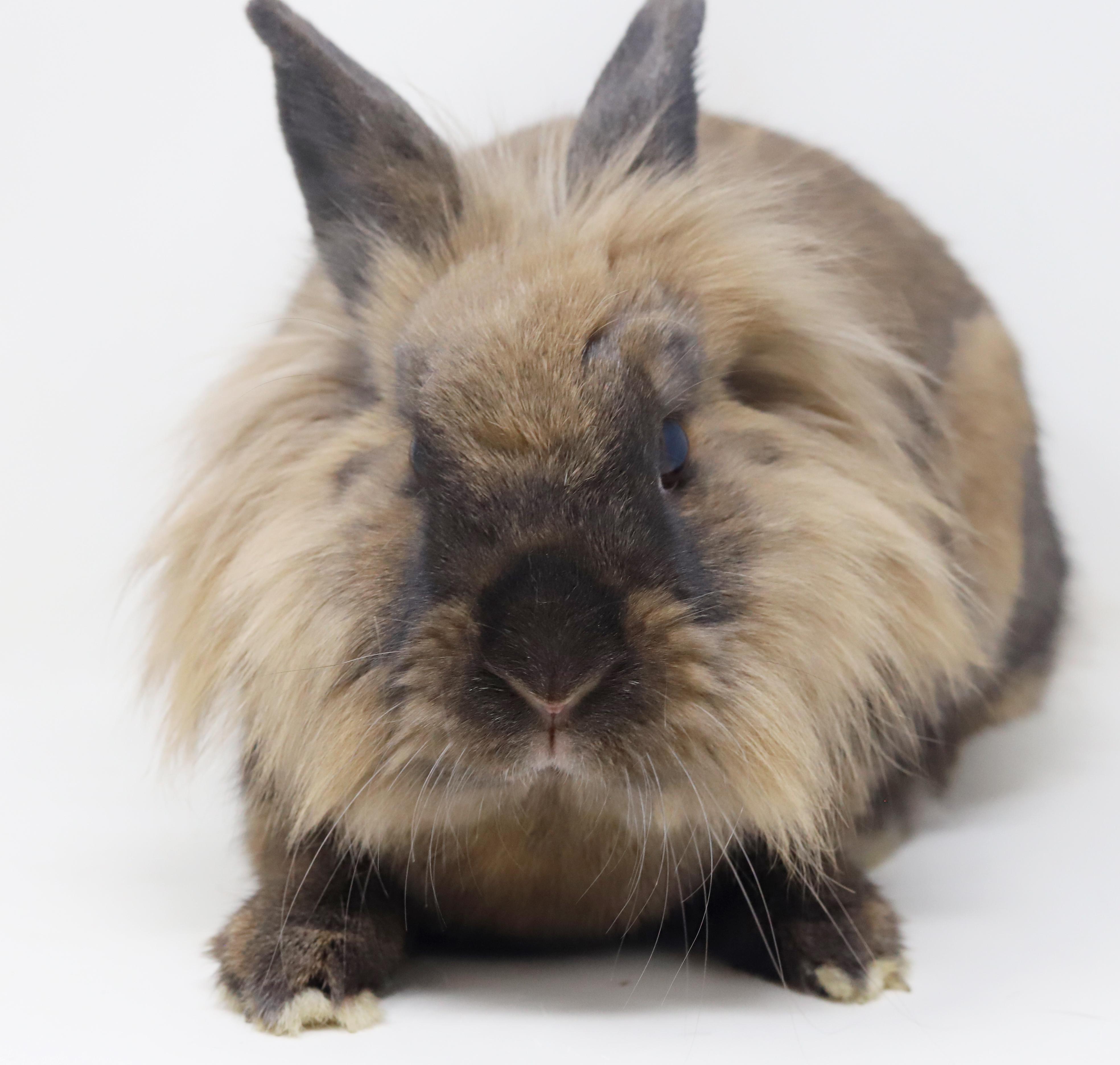 Enlarge Eve is even more precious in person! SPAYED and INCREDIBLE - sooo cute!!, a Adoptable Lionhead in Bedford Hills, NY image 1/6