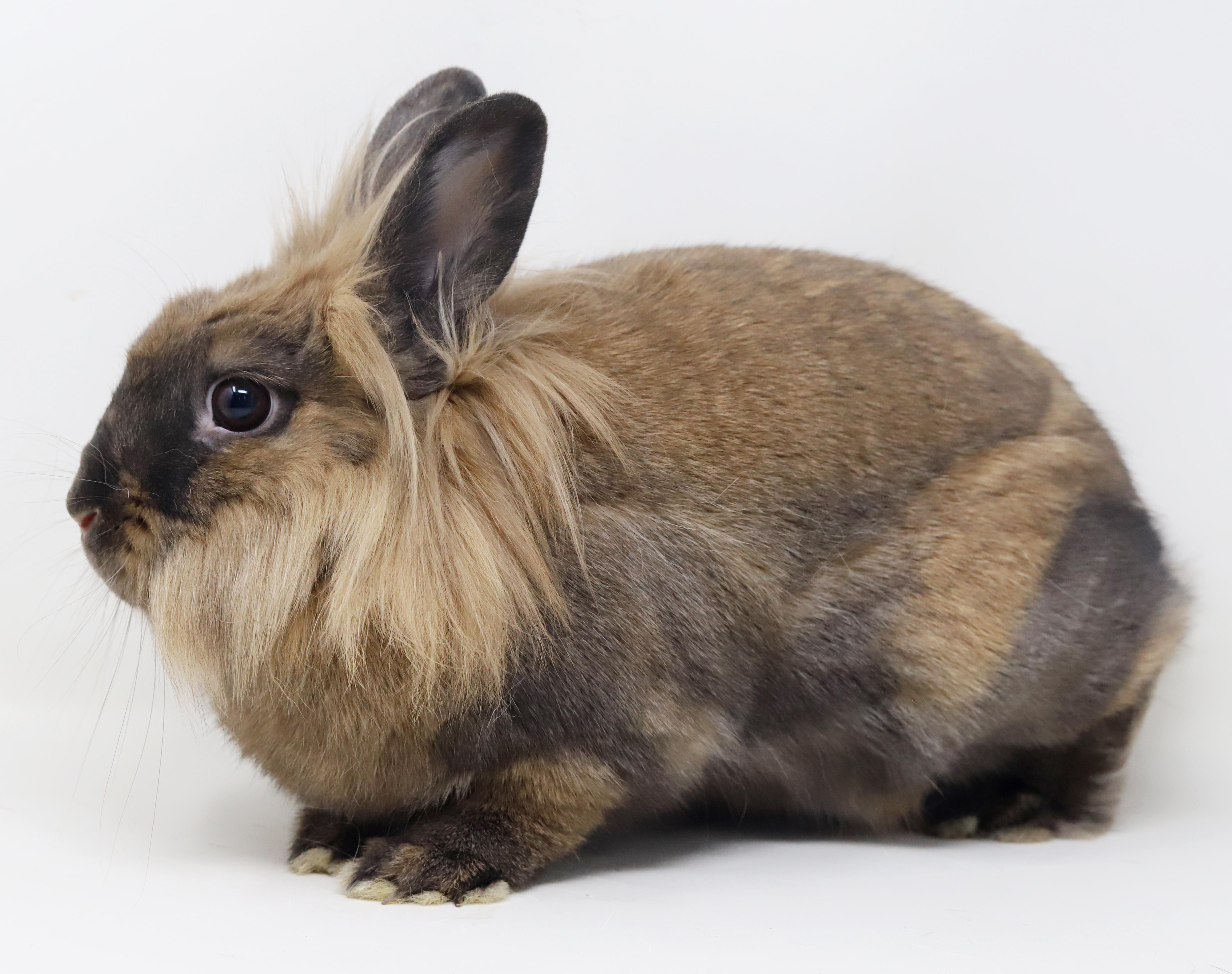 Enlarge Eve is even more precious in person! SPAYED and INCREDIBLE - sooo cute!!, a Adoptable Lionhead in Bedford Hills, NY image 6/6