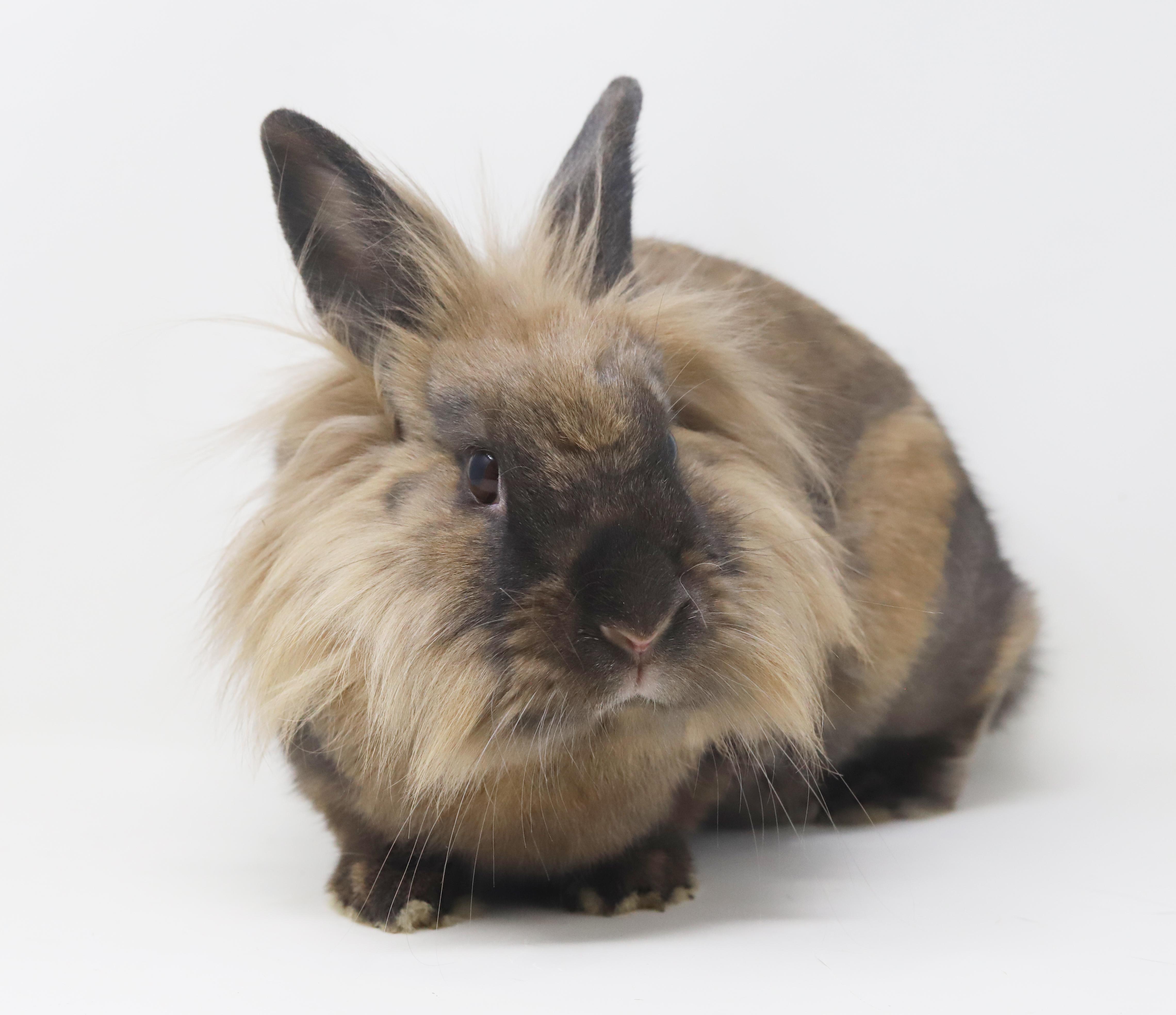 Enlarge Eve is even more precious in person! SPAYED and INCREDIBLE - sooo cute!!, a Adoptable Lionhead in Bedford Hills, NY image 2/6