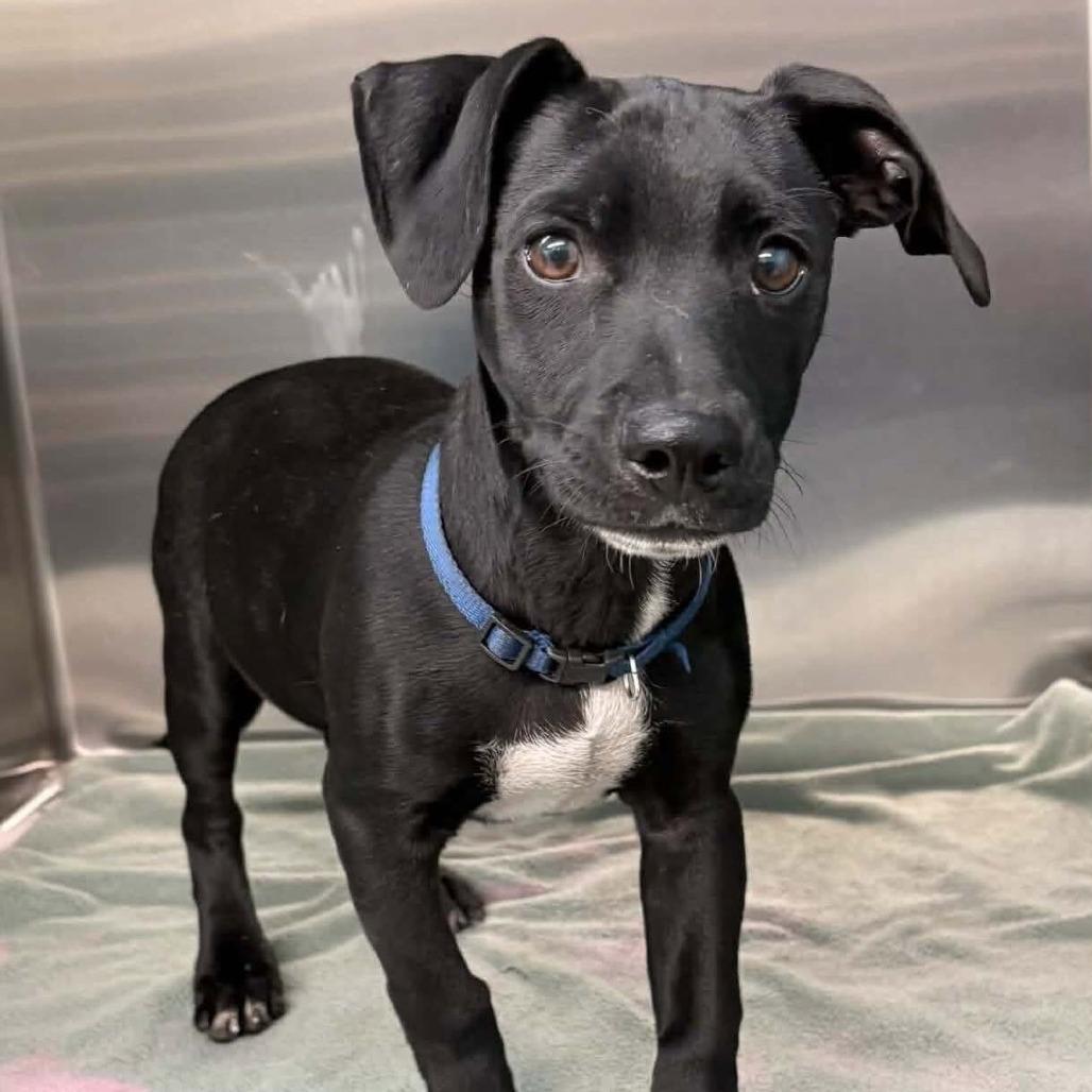 FOSTER NEEDED - Angus photo