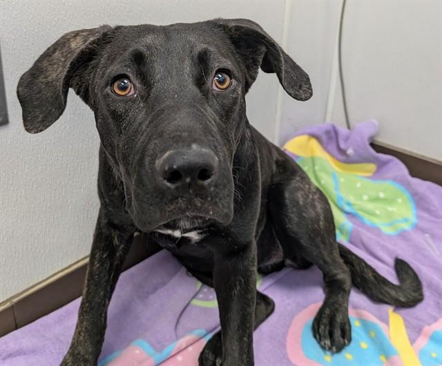 Enlarge HETTY*, a Adoptable mixed breed in Tucson, AZ image 1/1
