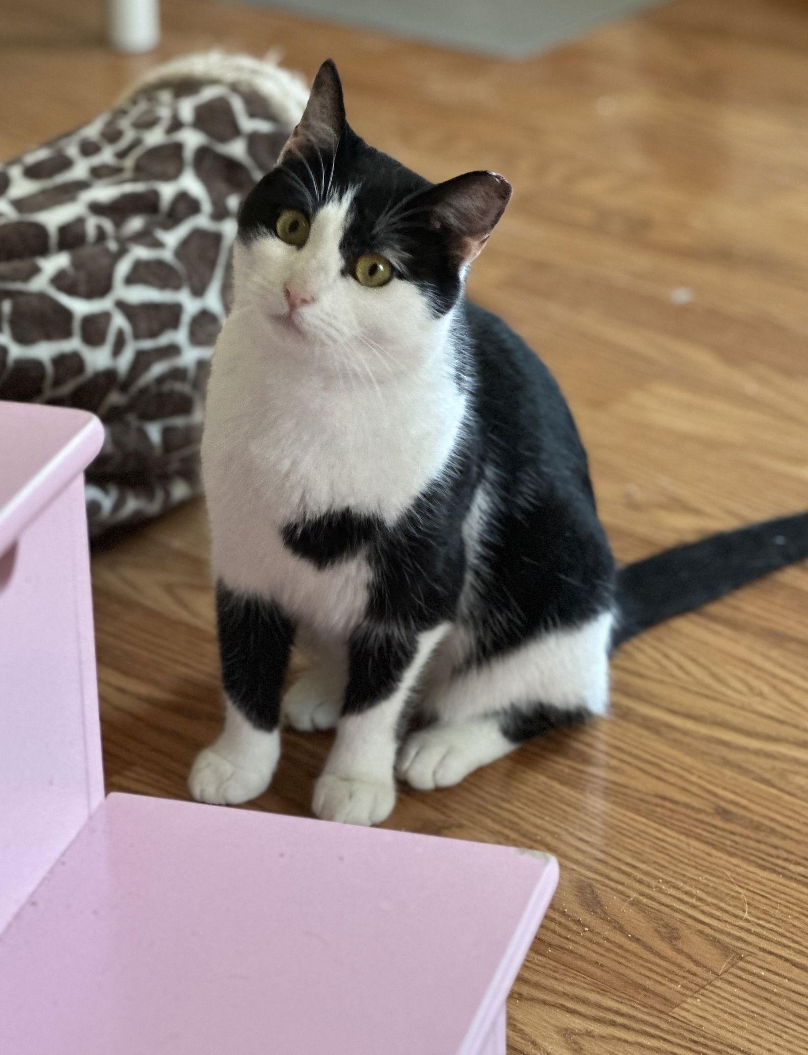 Enlarge Jellybean, a Adoptable Domestic Short Hair in Newtown Square, PA image 1/3