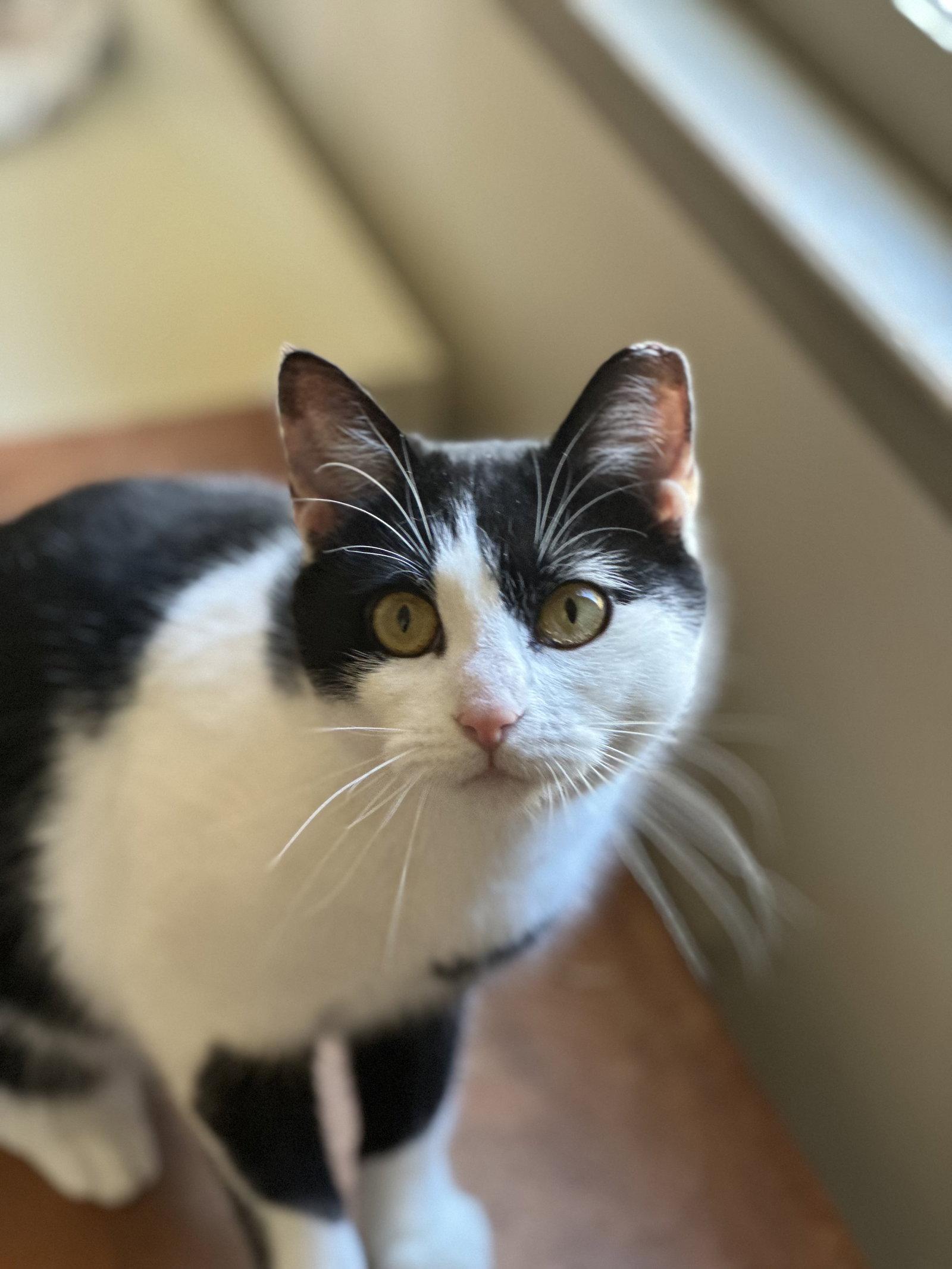 Jellybean, Adoptable, Young Female Domestic Short Hair.