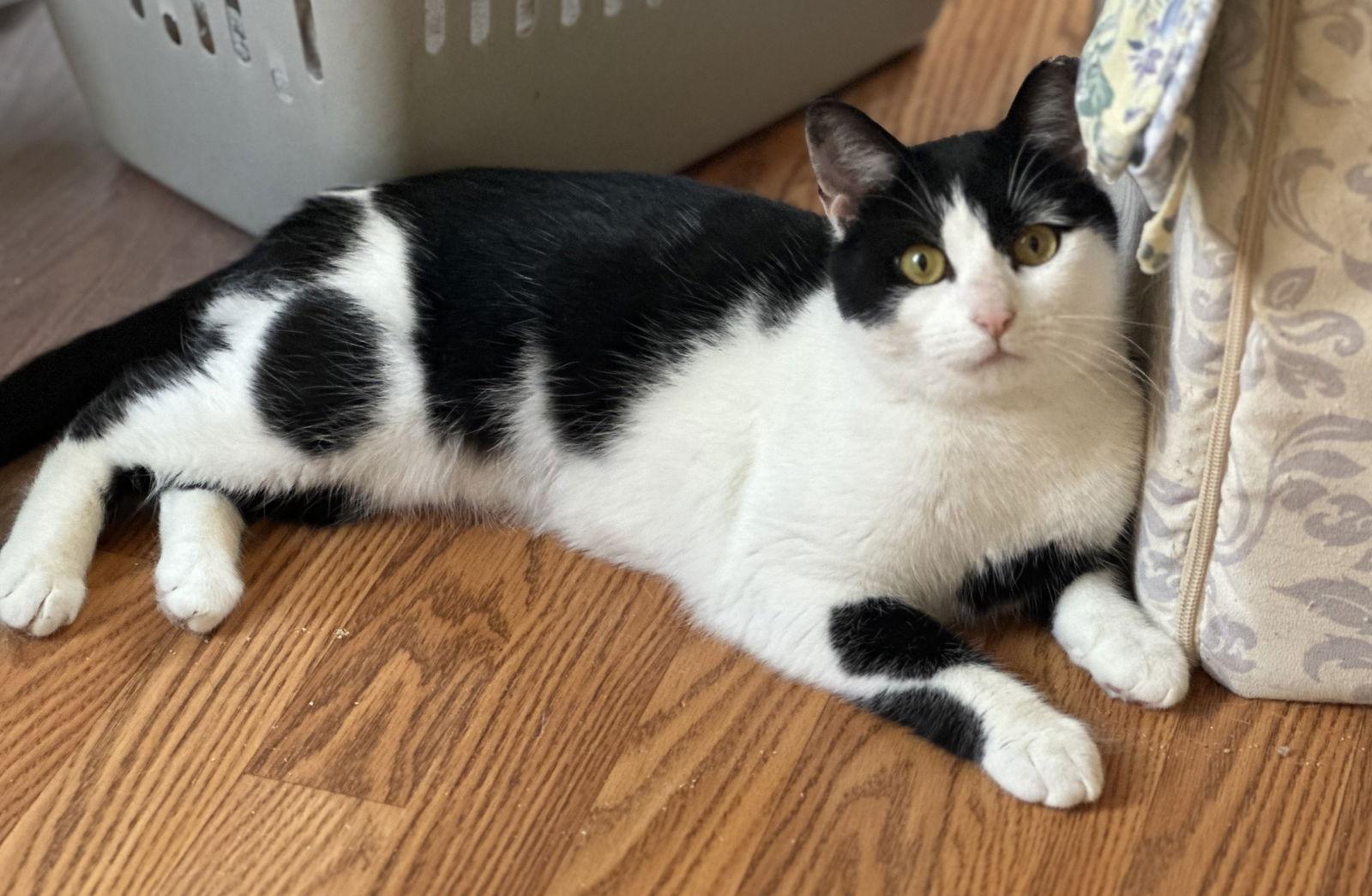 Enlarge Jellybean, a Adoptable Domestic Short Hair in Newtown Square, PA image 2/3