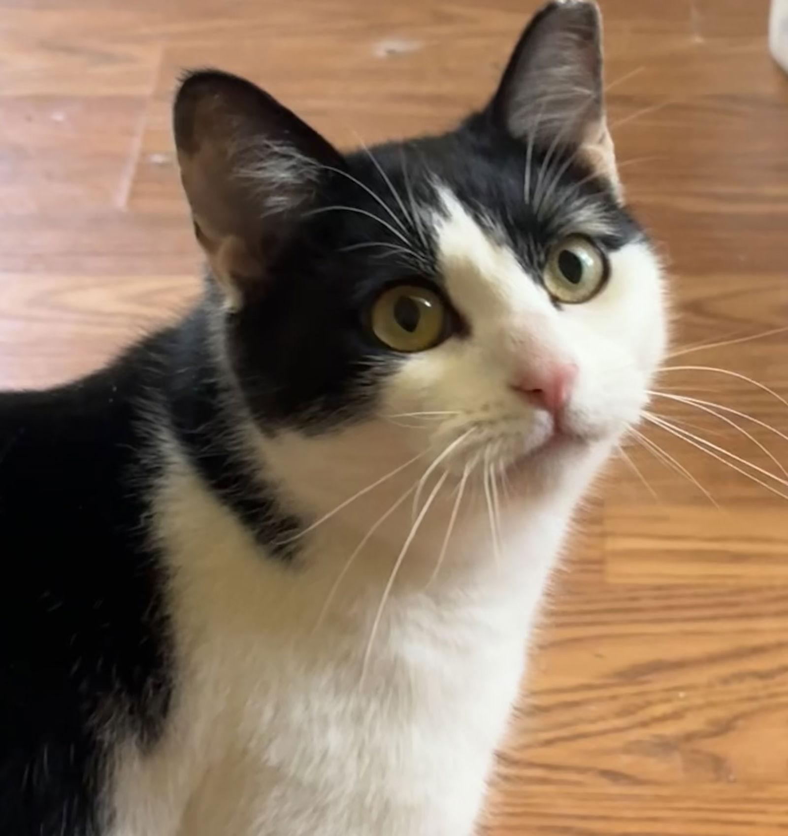 Enlarge Jellybean, a Adoptable Domestic Short Hair in Newtown Square, PA image 3/3